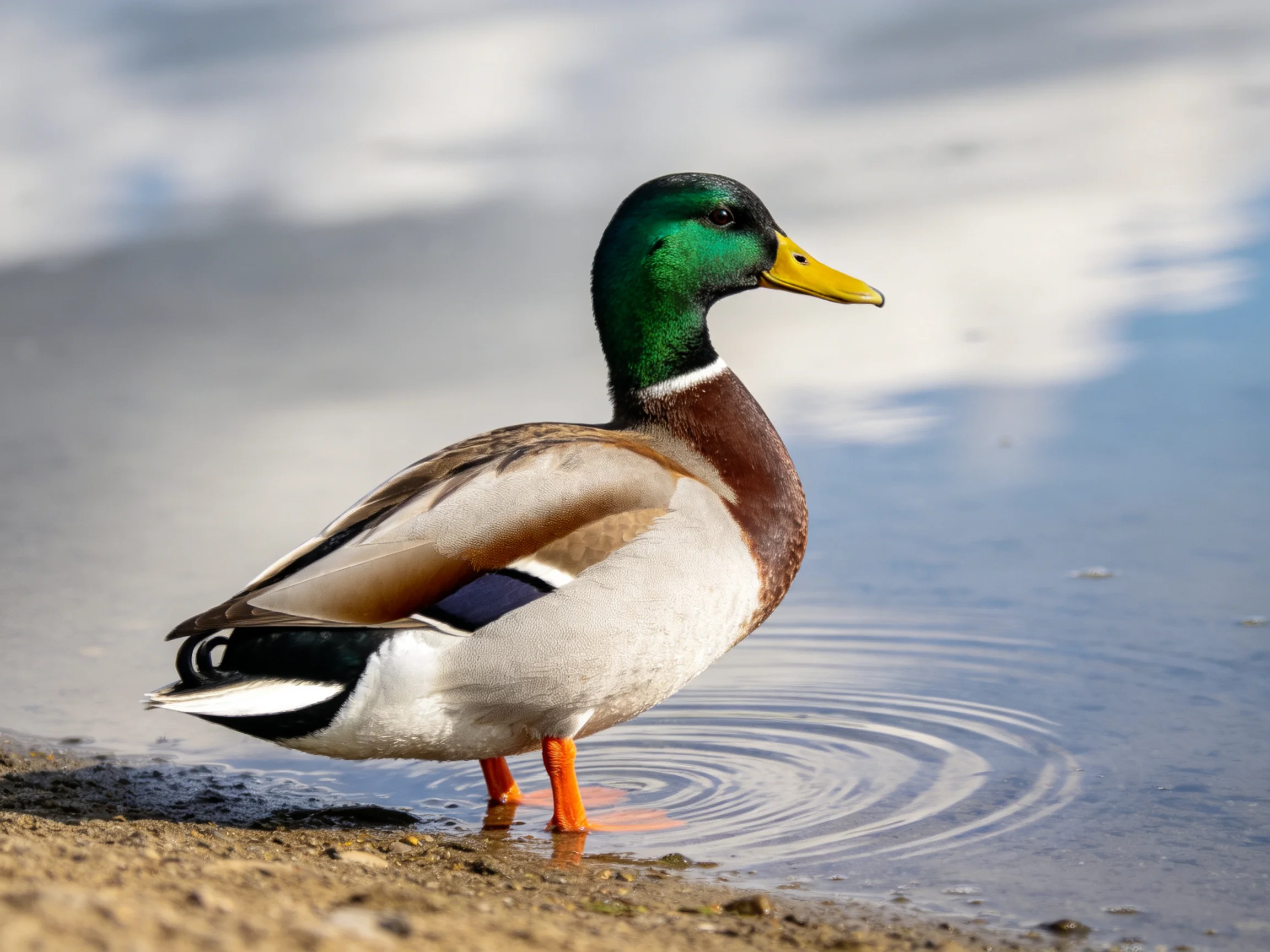A mallard duck with green head, yellow beak, standing by calm water