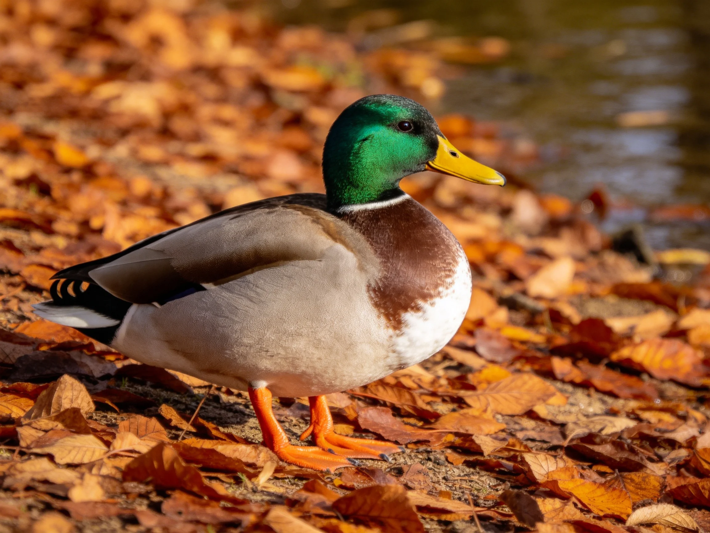 A mallard duck with green head, yellow beak, standing on autumn leaves near water
