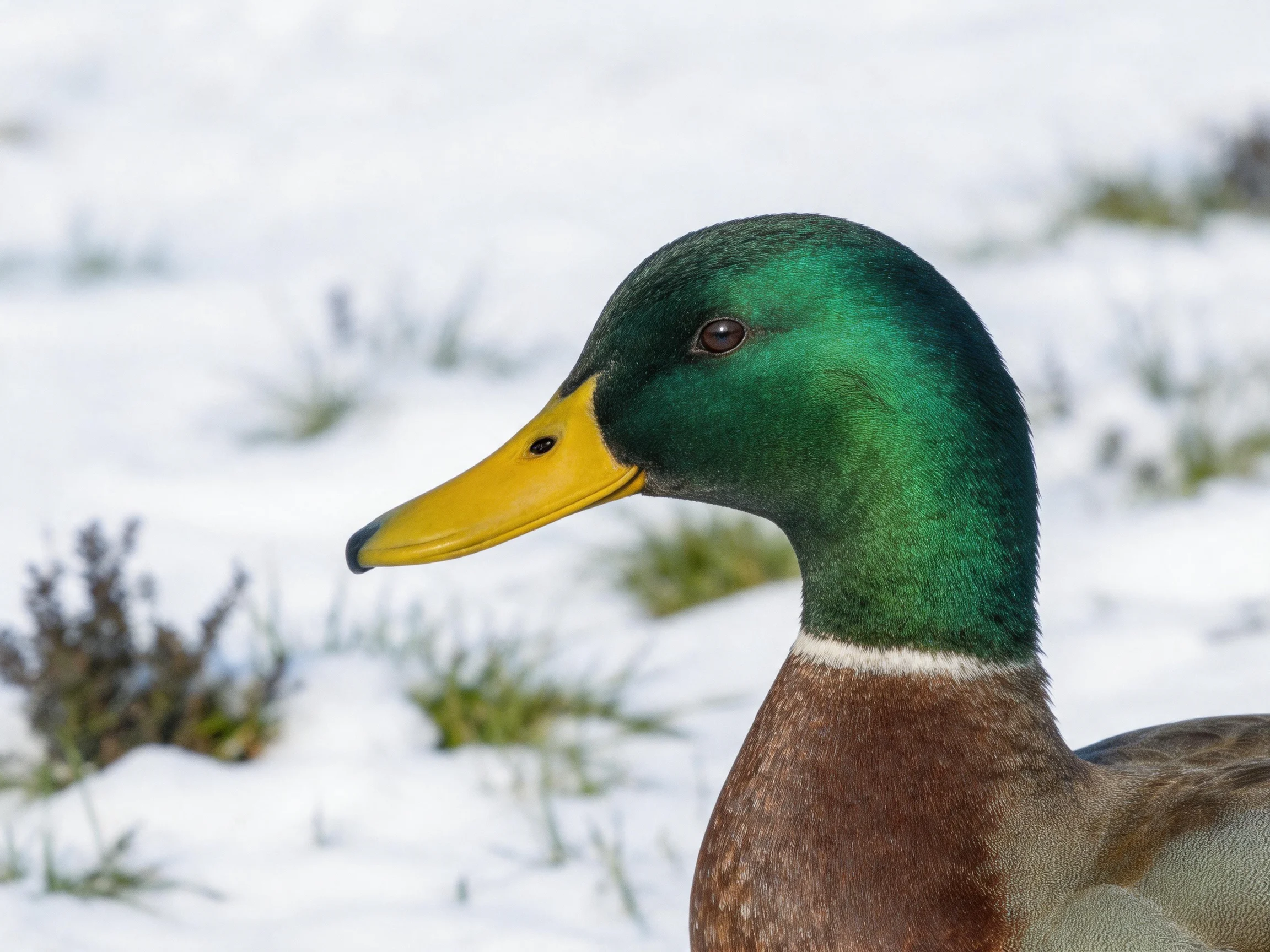 A mallard duck with green head, yellow bill, brown chest in snowy terrain
