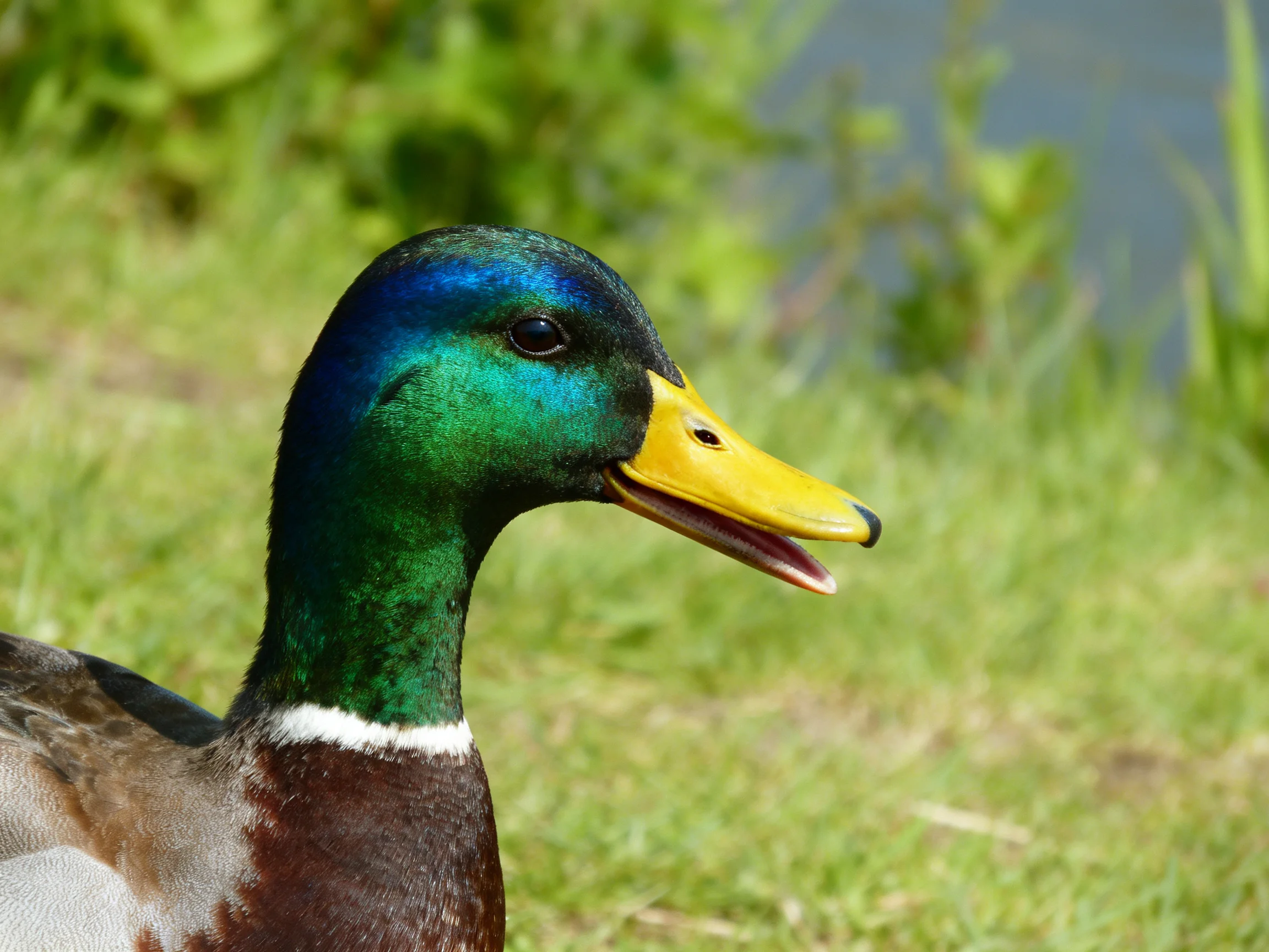 A mallard duck with iridescent blue head and yellow beak