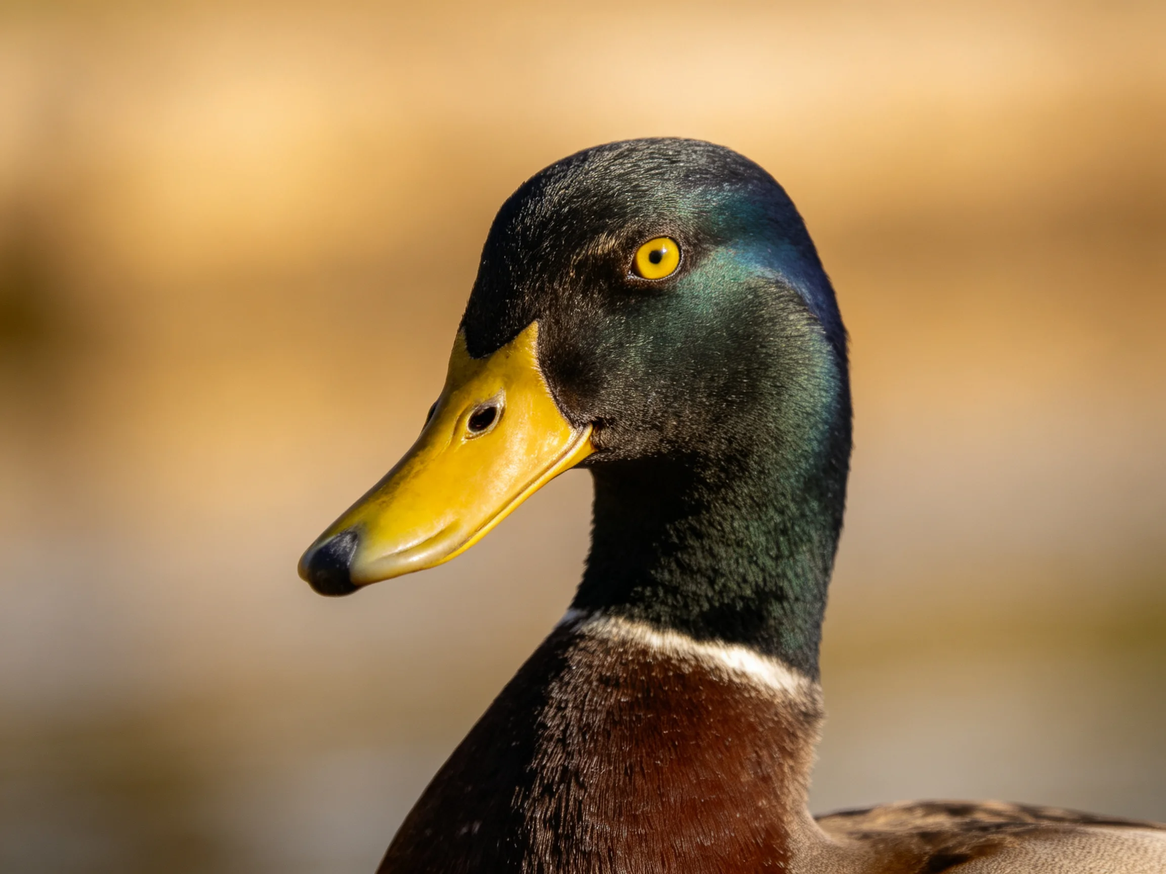 A mallard duck with iridescent green head and bright yellow bill