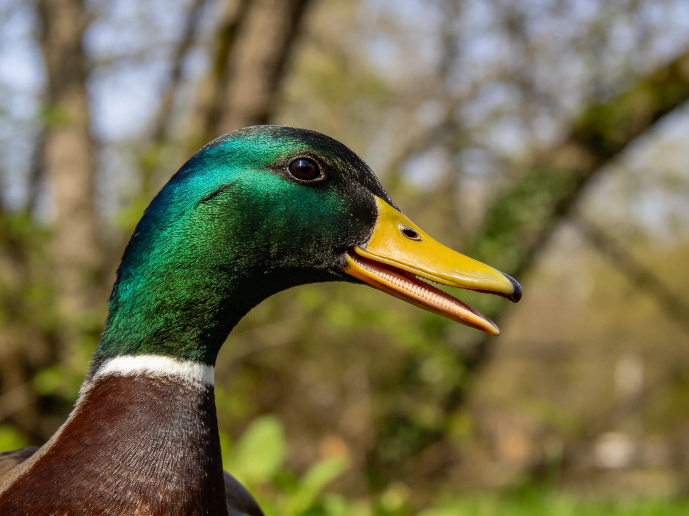 A mallard duck with iridescent green head and bright yellow bill