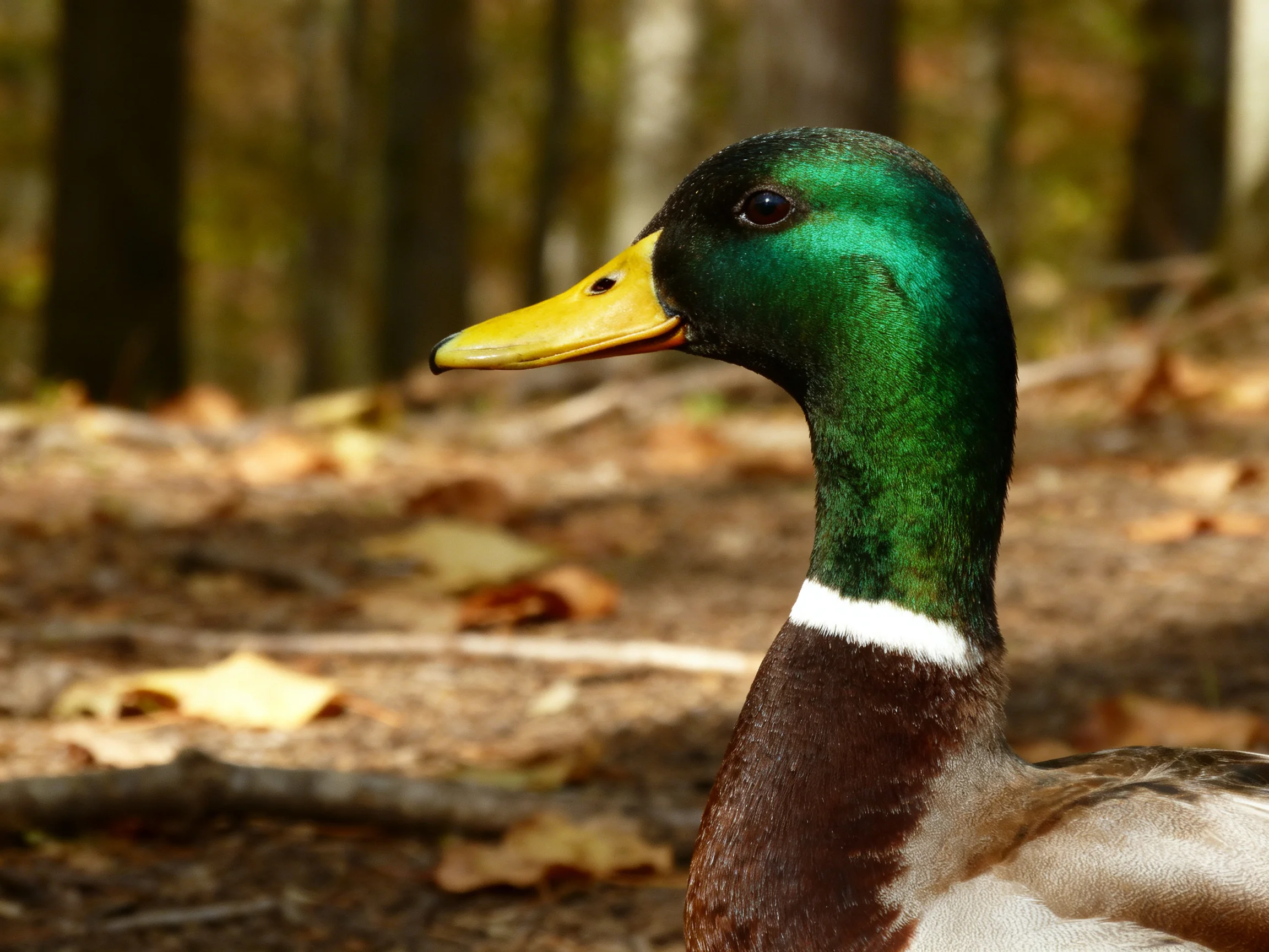 A mallard duck with iridescent green head and yellow beak