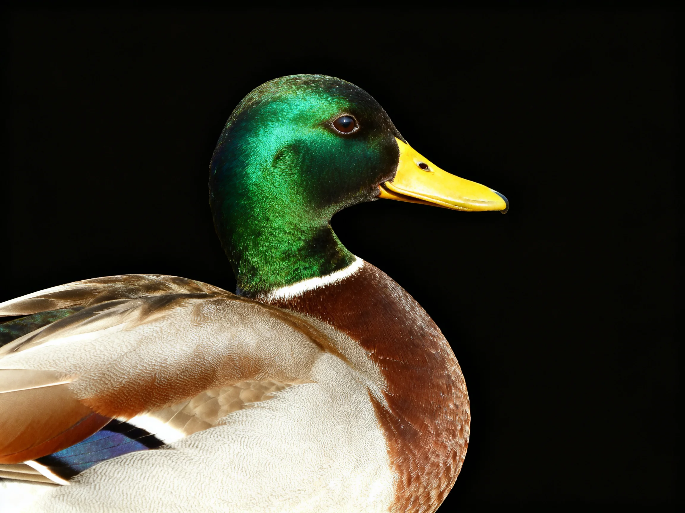 A mallard duck with iridescent green head and yellow beak