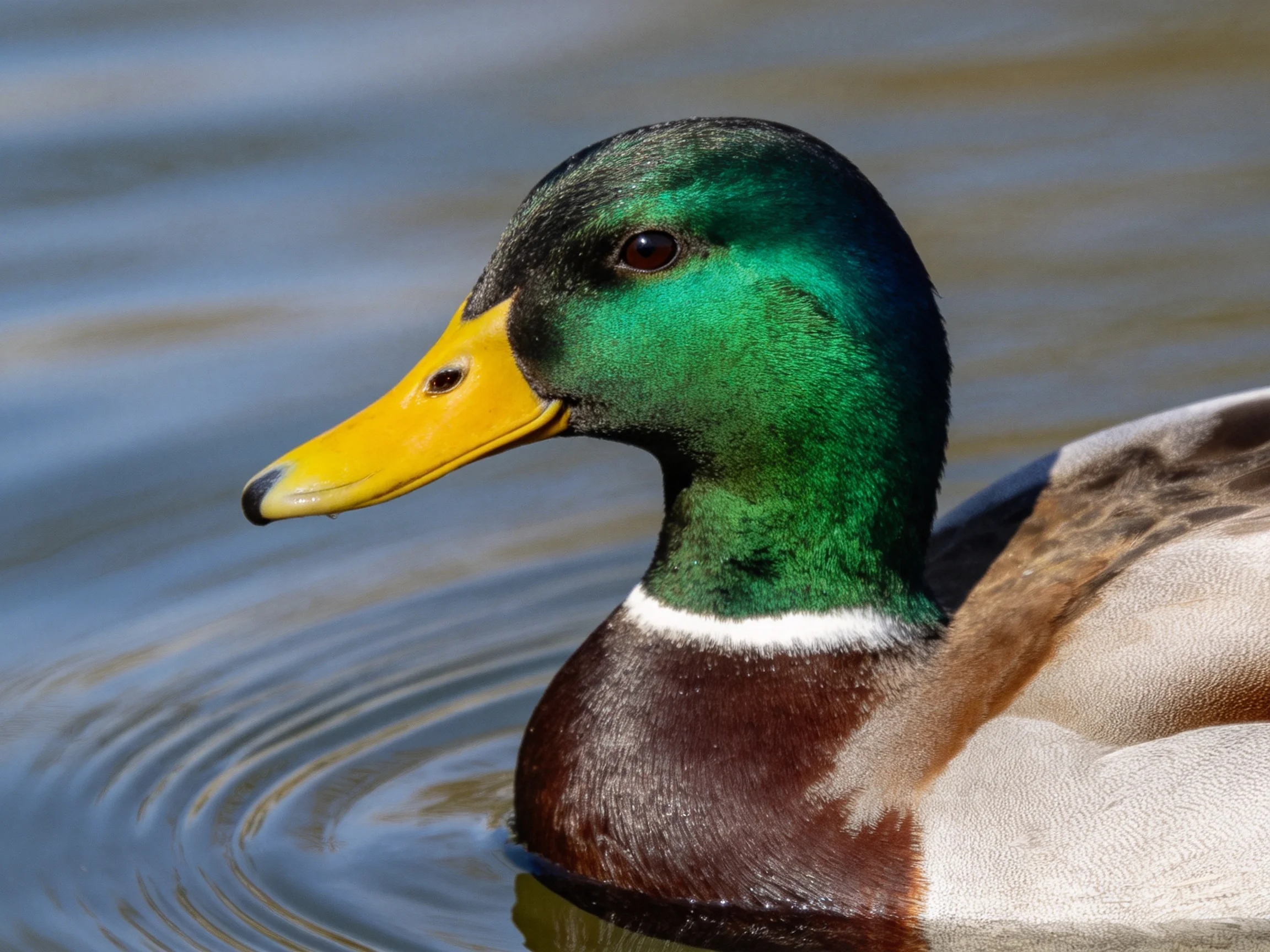 A mallard duck with iridescent green head, bright yellow bill, and brown body swimming