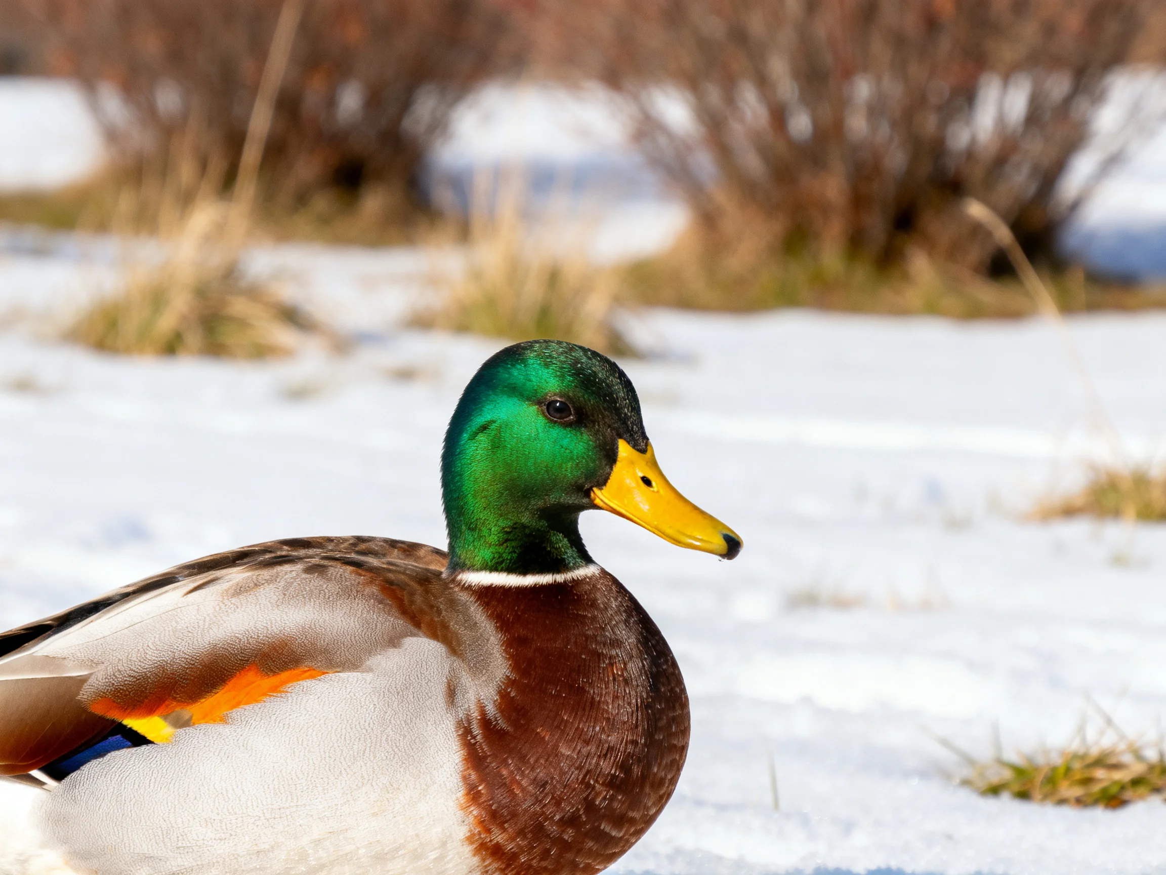 A mallard duck with iridescent green head, yellow beak, brown and white plumage, on snow