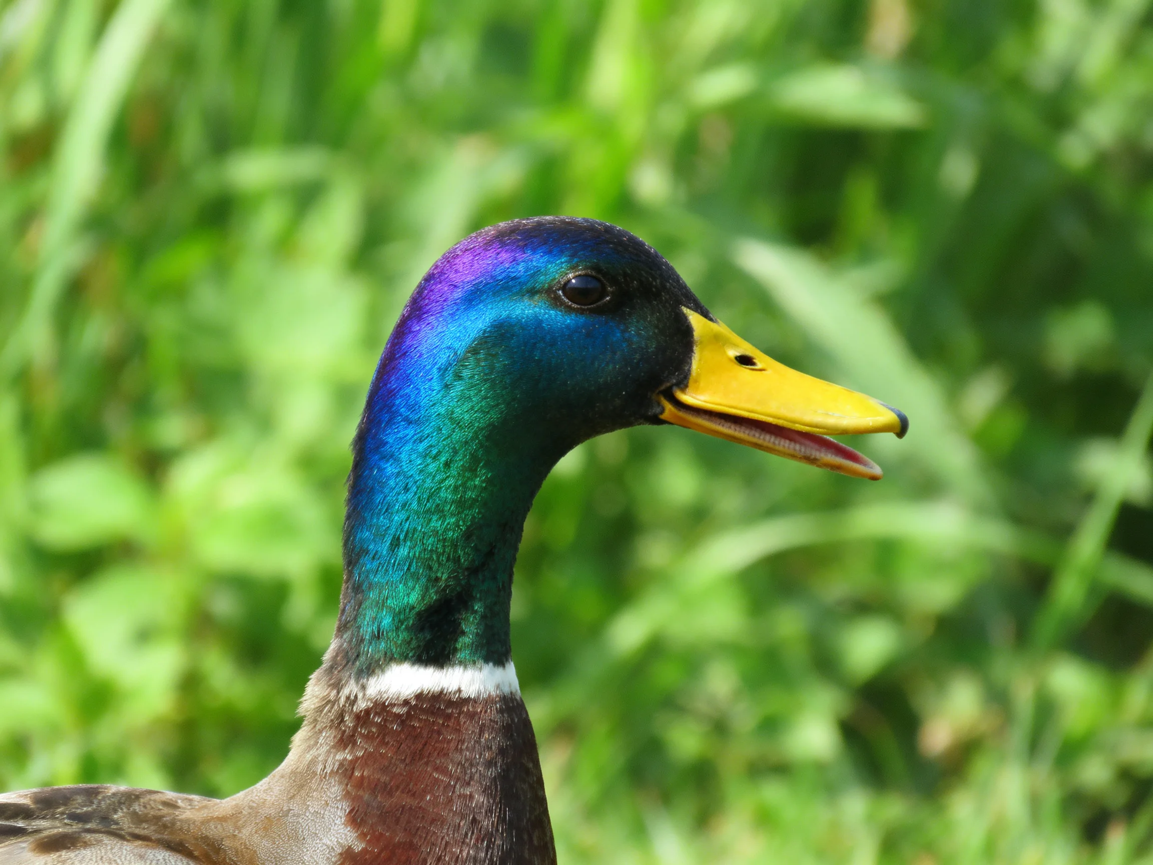 A mallard duck with iridescent purple-blue-green head and yellow beak