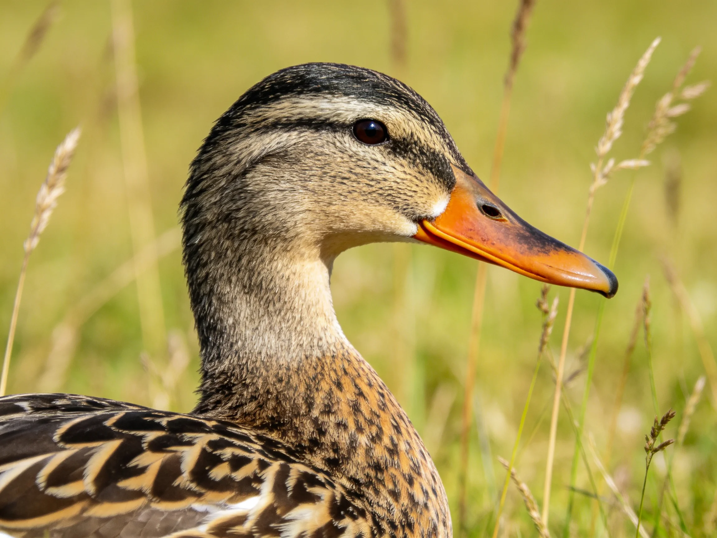 A mallard duck with patterned brown and black feathers near tall grass