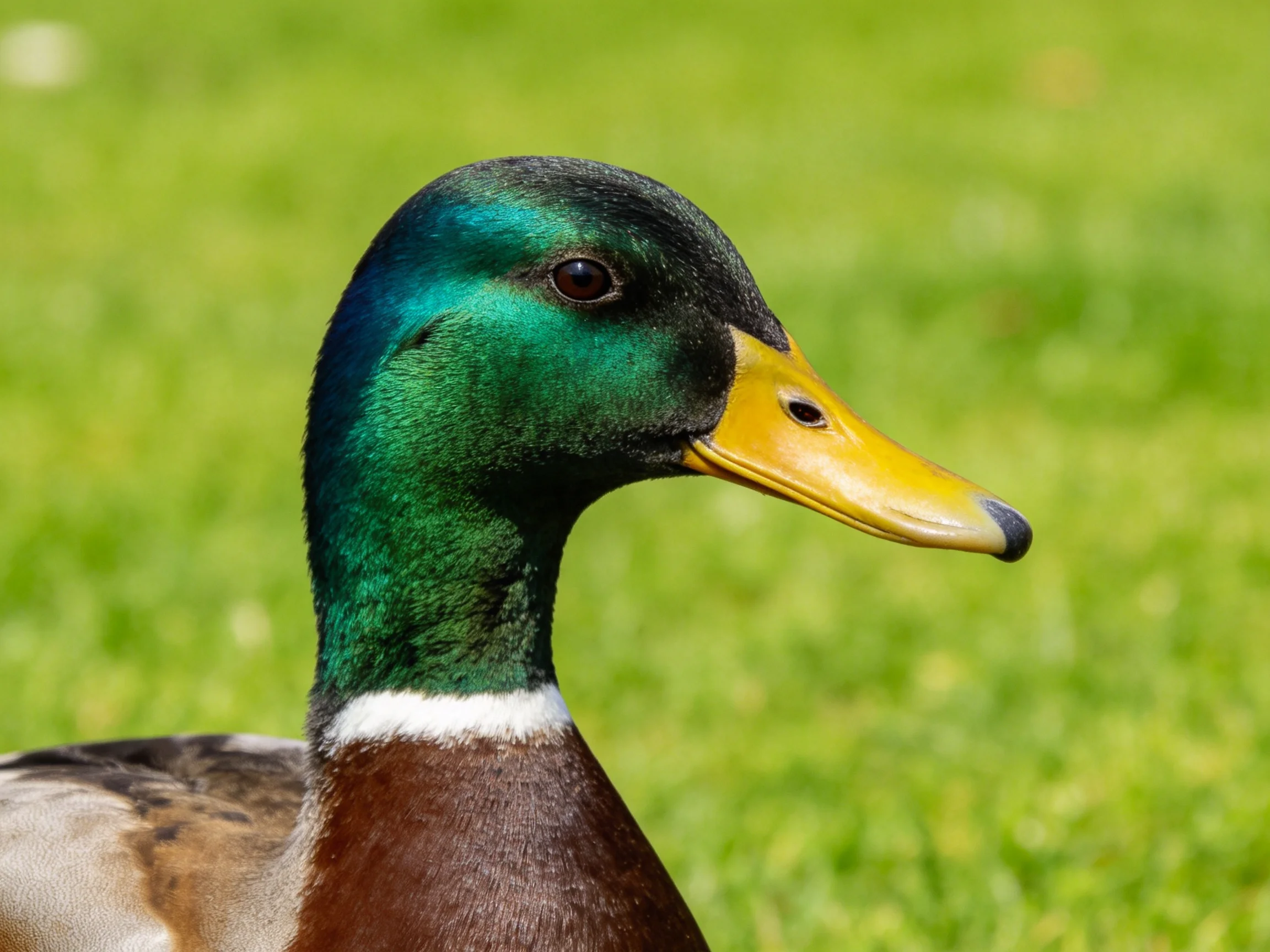A close - up of a mallard duck displaying its colorful plumage.