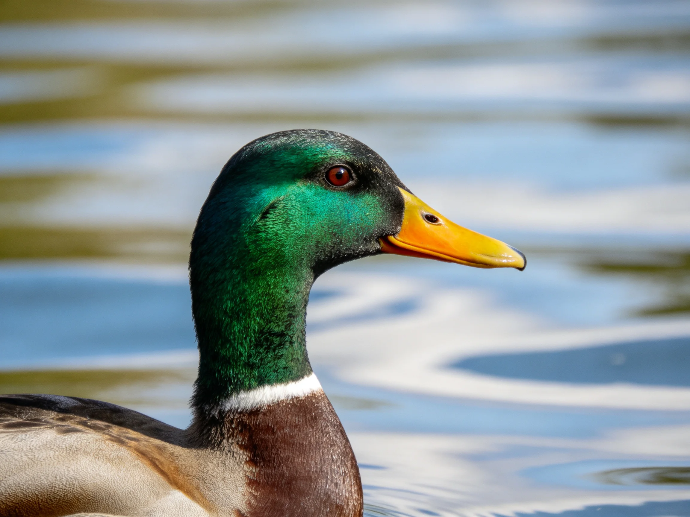 A mallard duck with colorful plumage swims in rippled water.