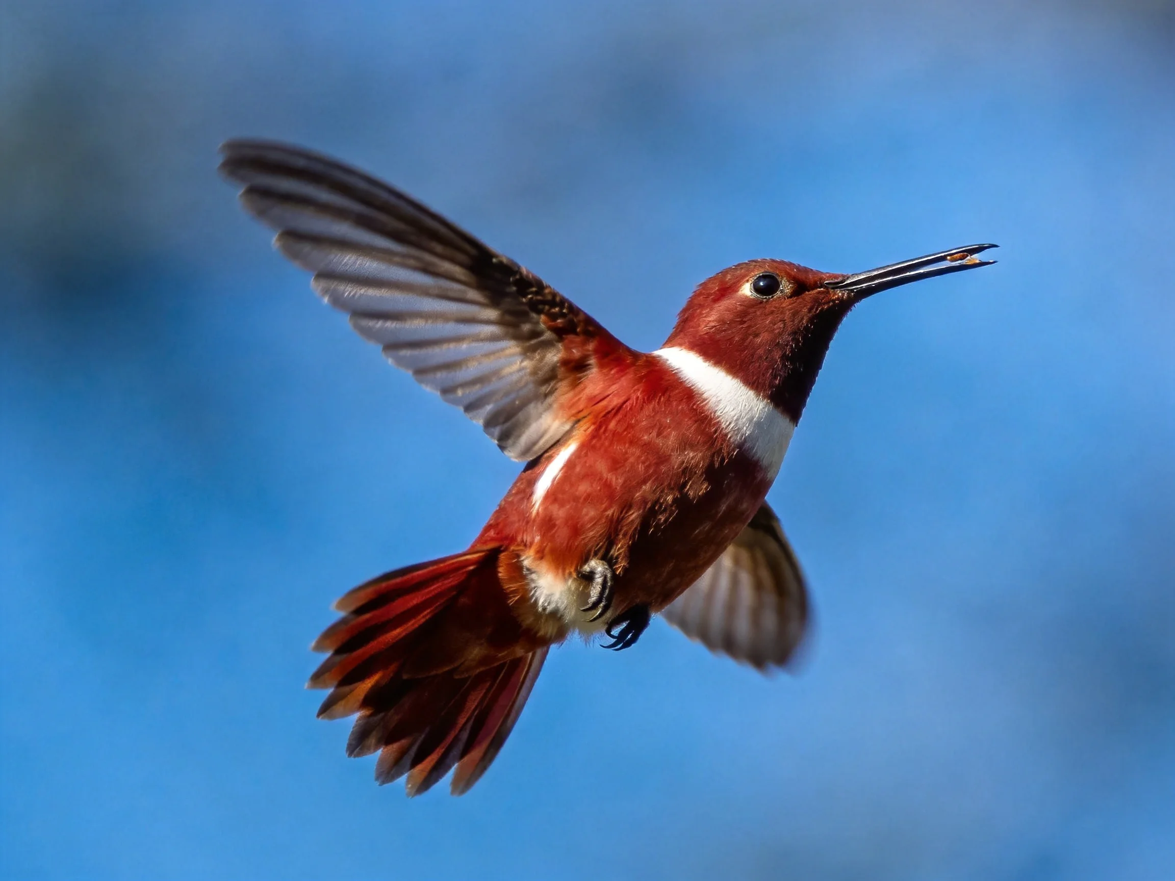 A maroon hummingbird with a white neck stripe flies against a clear blue sky
