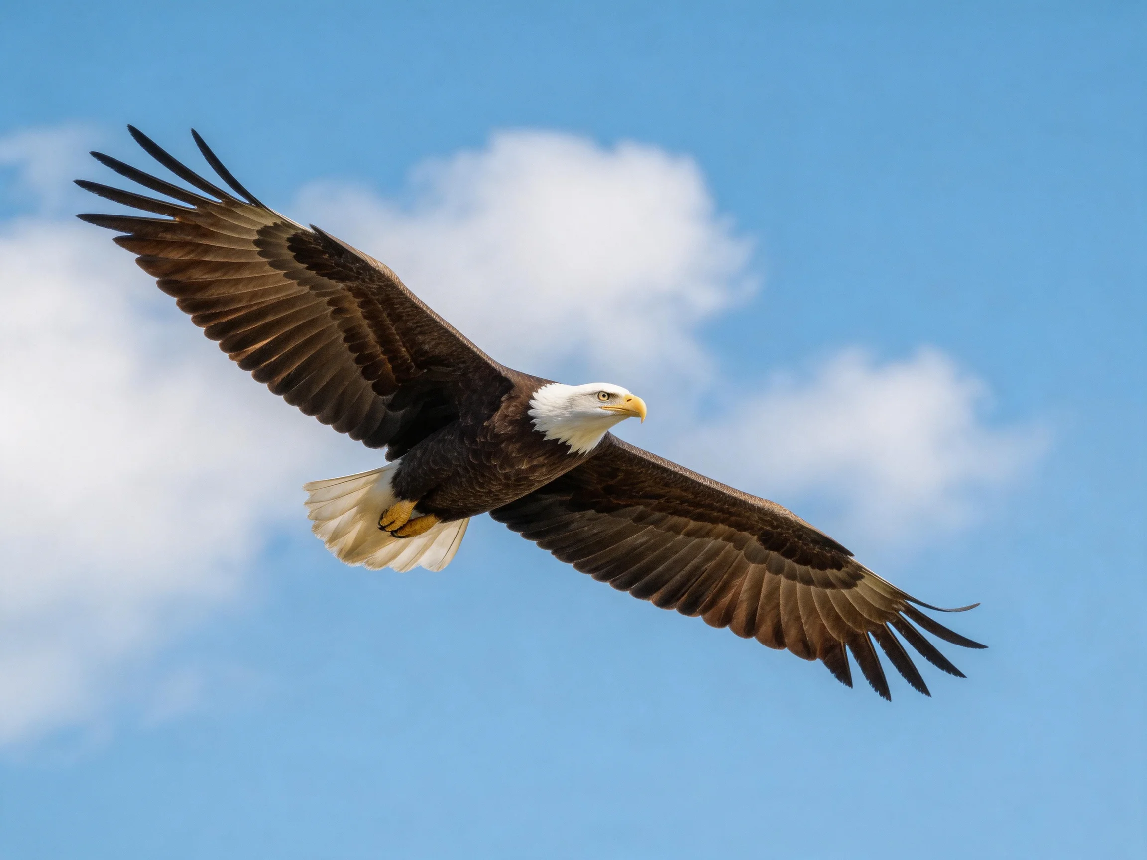 A mature bald eagle soars with outstretched wings