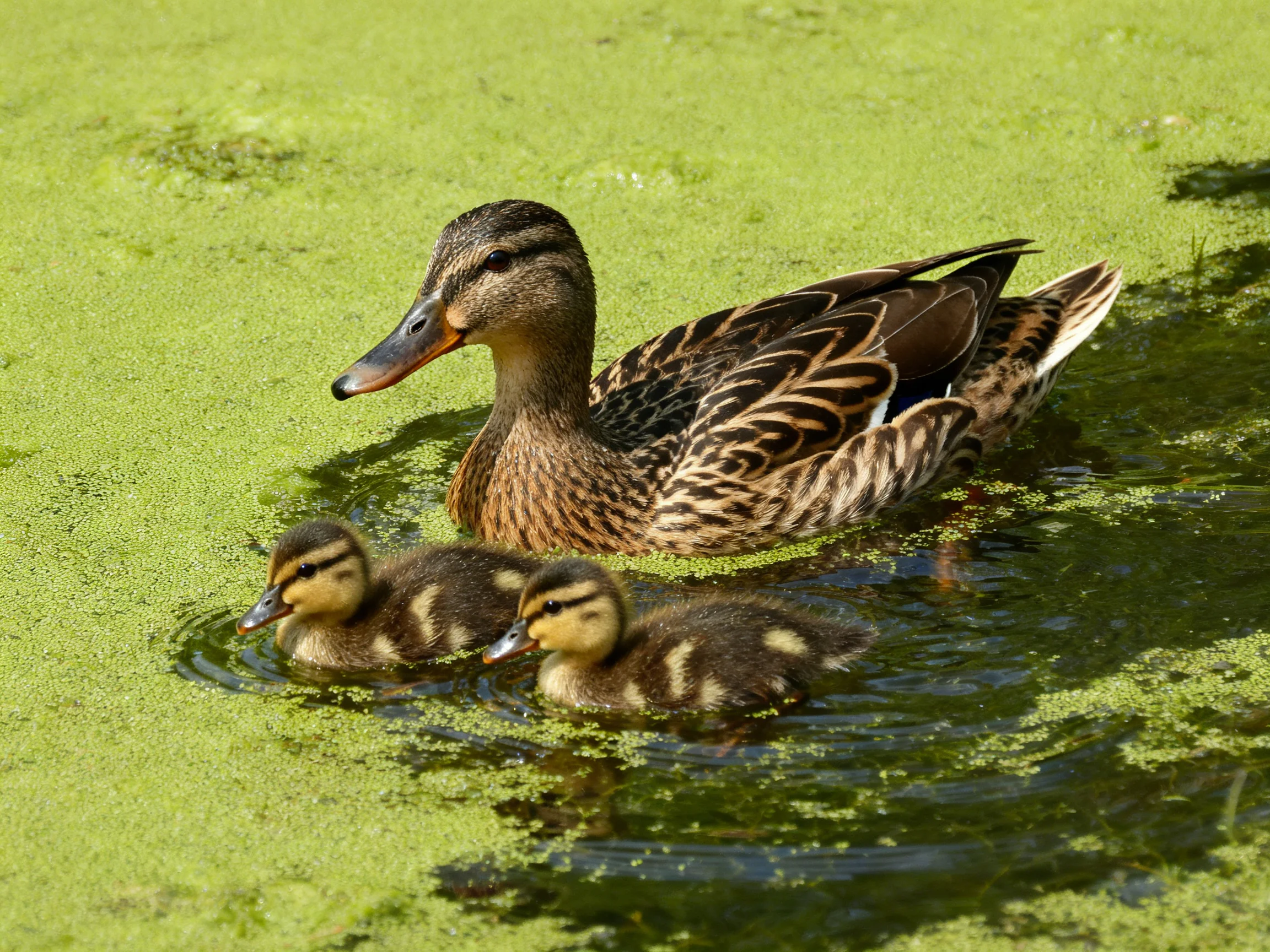 A mother duck swimming with two ducklings in algae-covered water