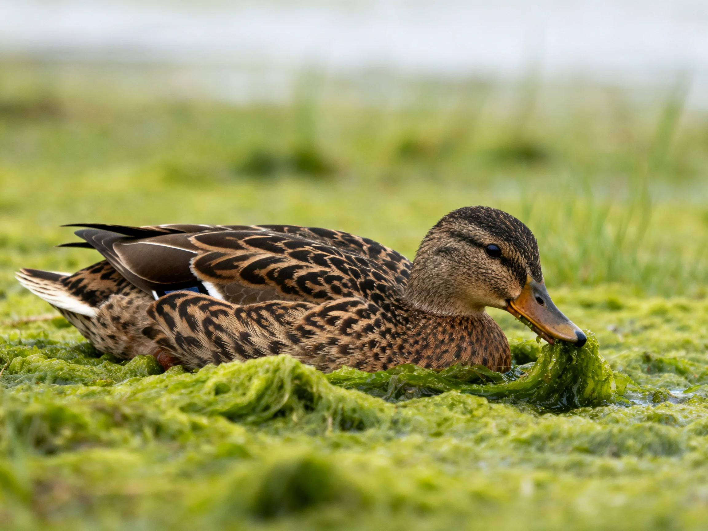 A mottled brown duck feeding among bright green aquatic plants