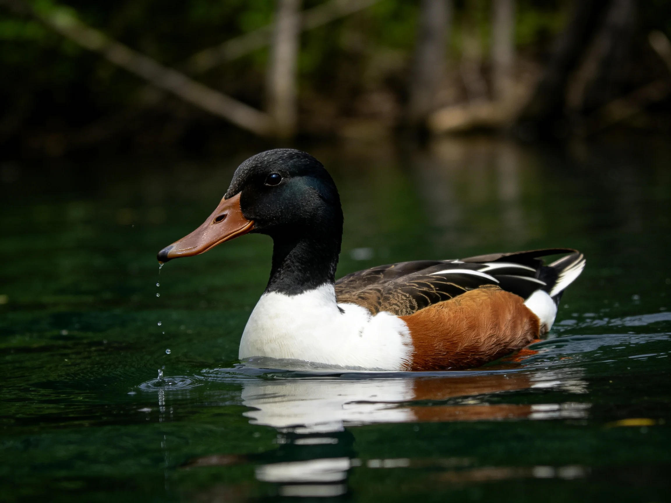 A multicolored duck swims in calm, dark green water near trees