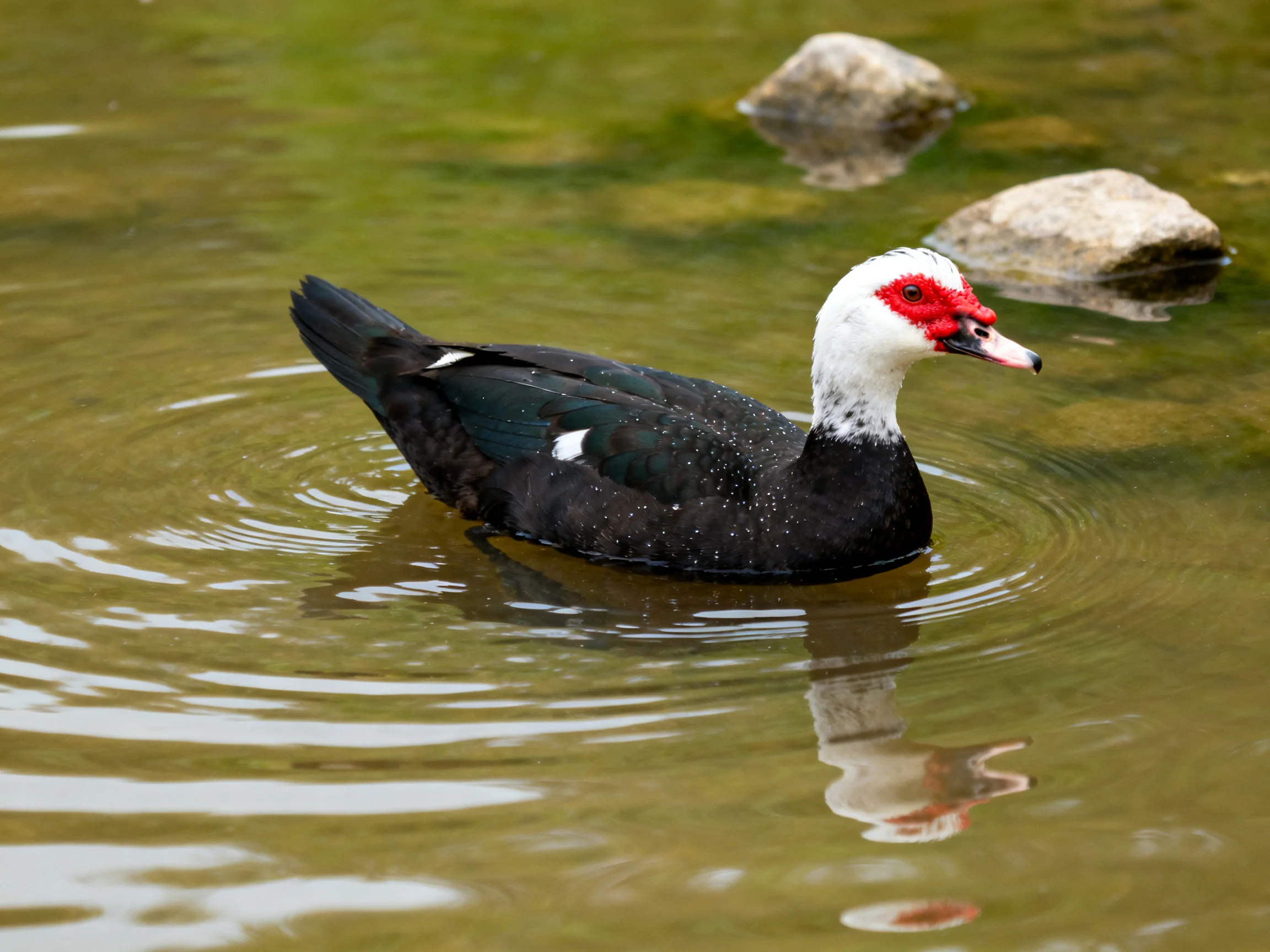 A muscovy duck swims in calm greenish water near rocks