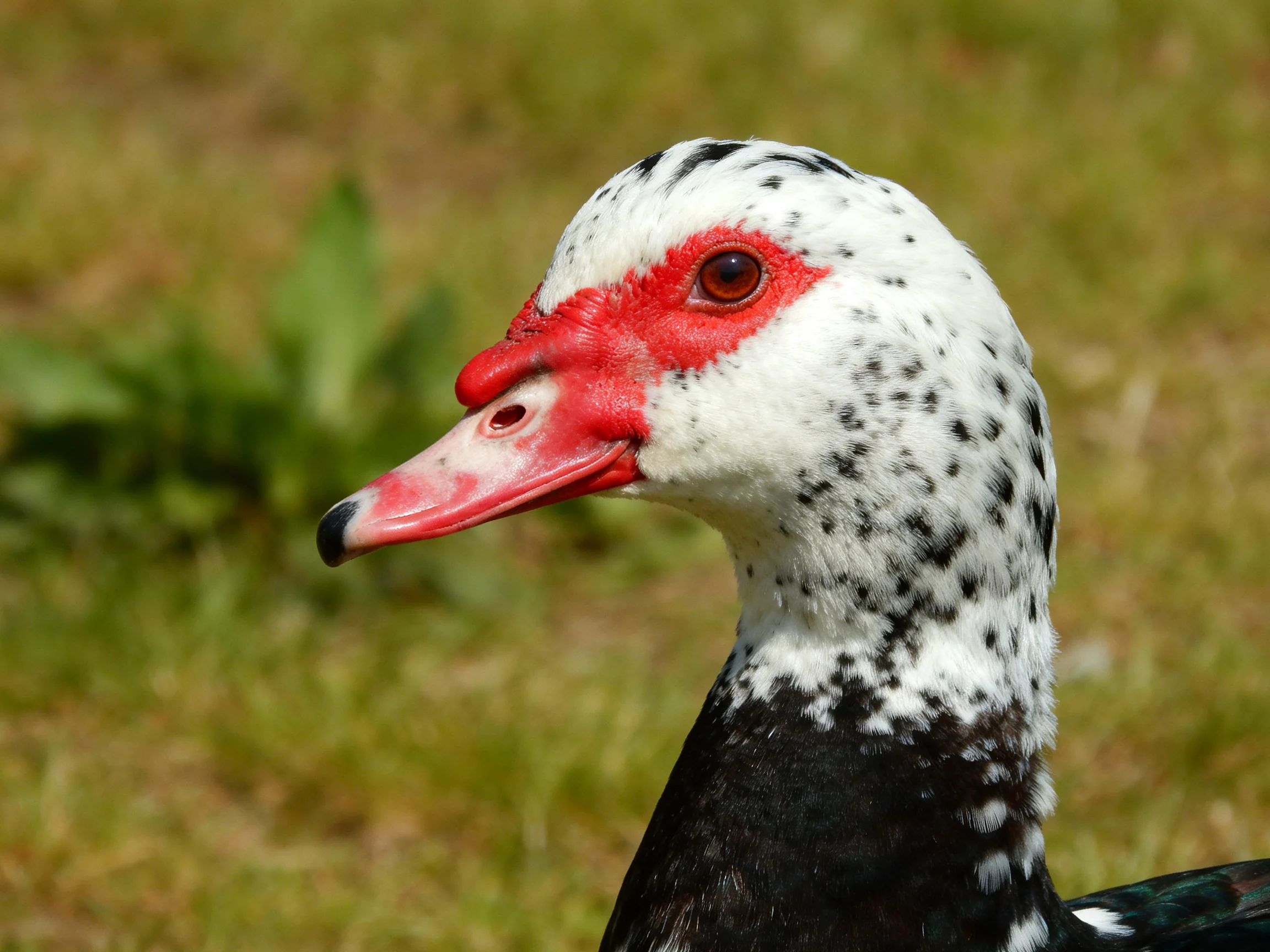 A muscovy duck with black and white spotted feathers and bright red facial skin