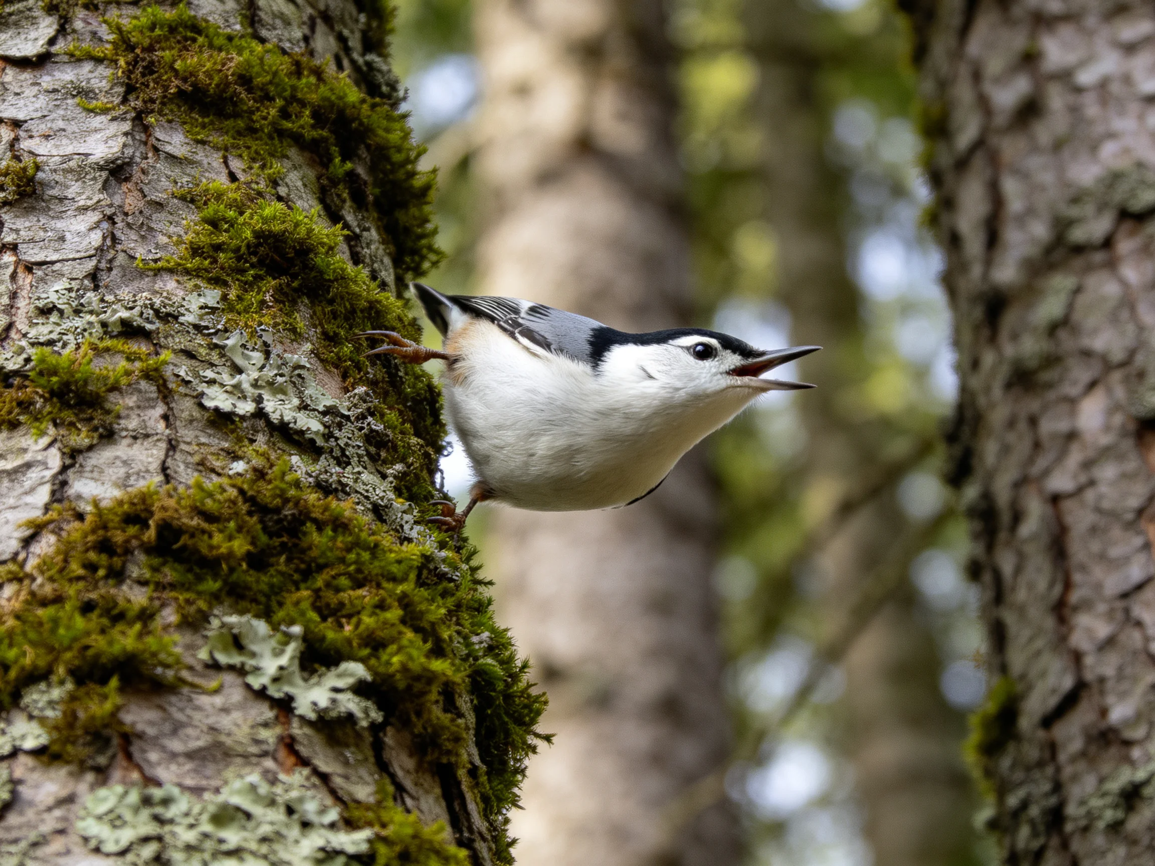 A nuthatch clings to a moss-covered tree trunk