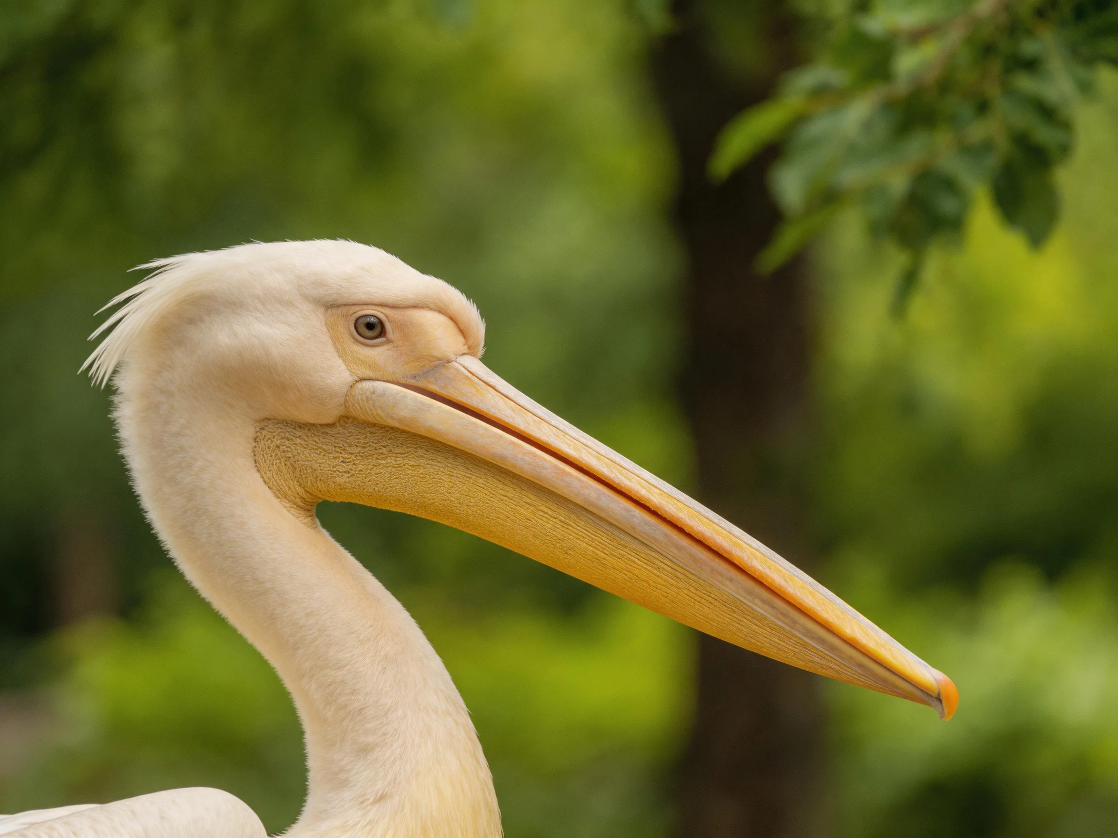 A pale pelican with a large yellow beak near green foliage