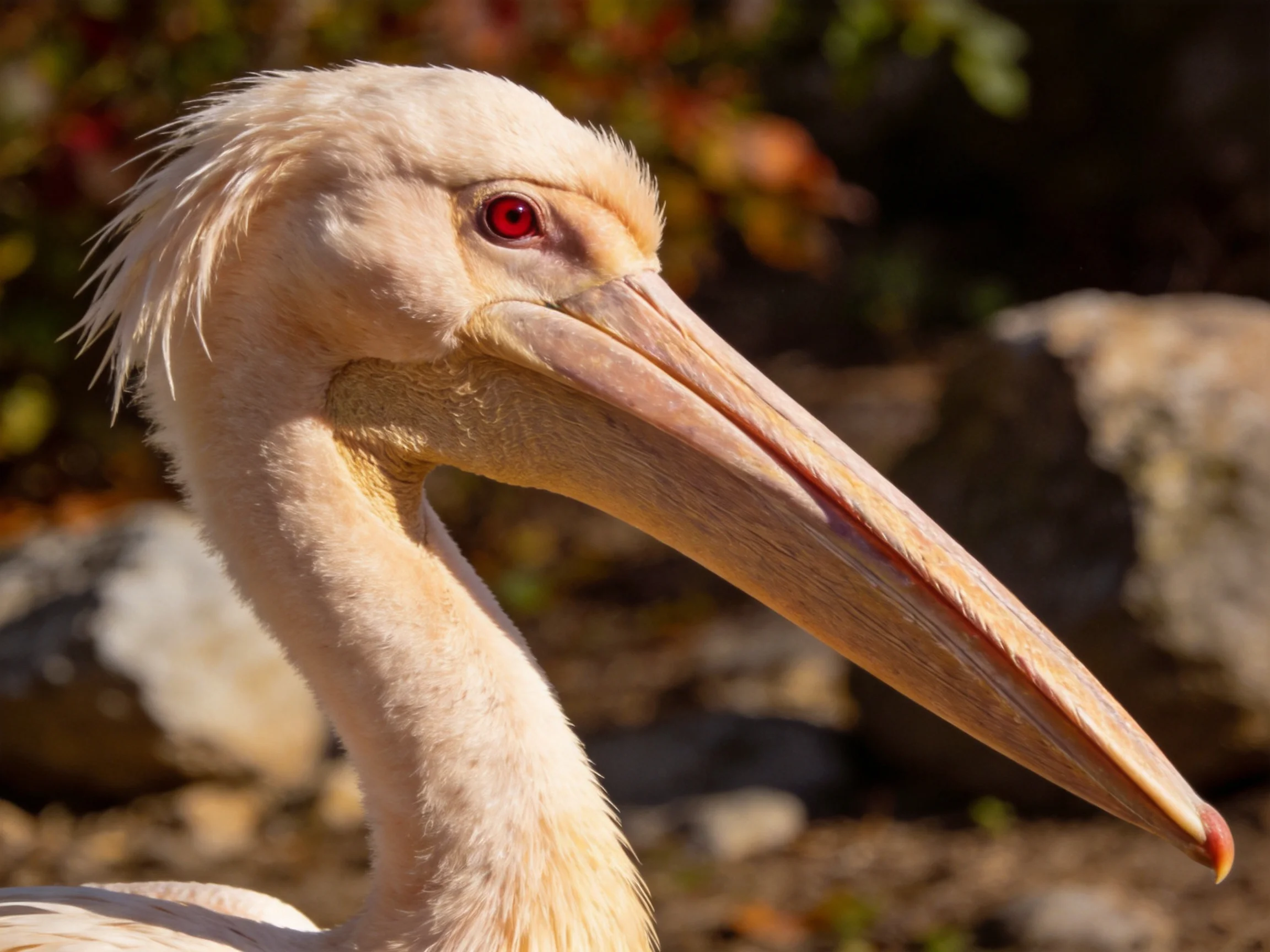 A pale pelican with a long beak near rocks and foliage