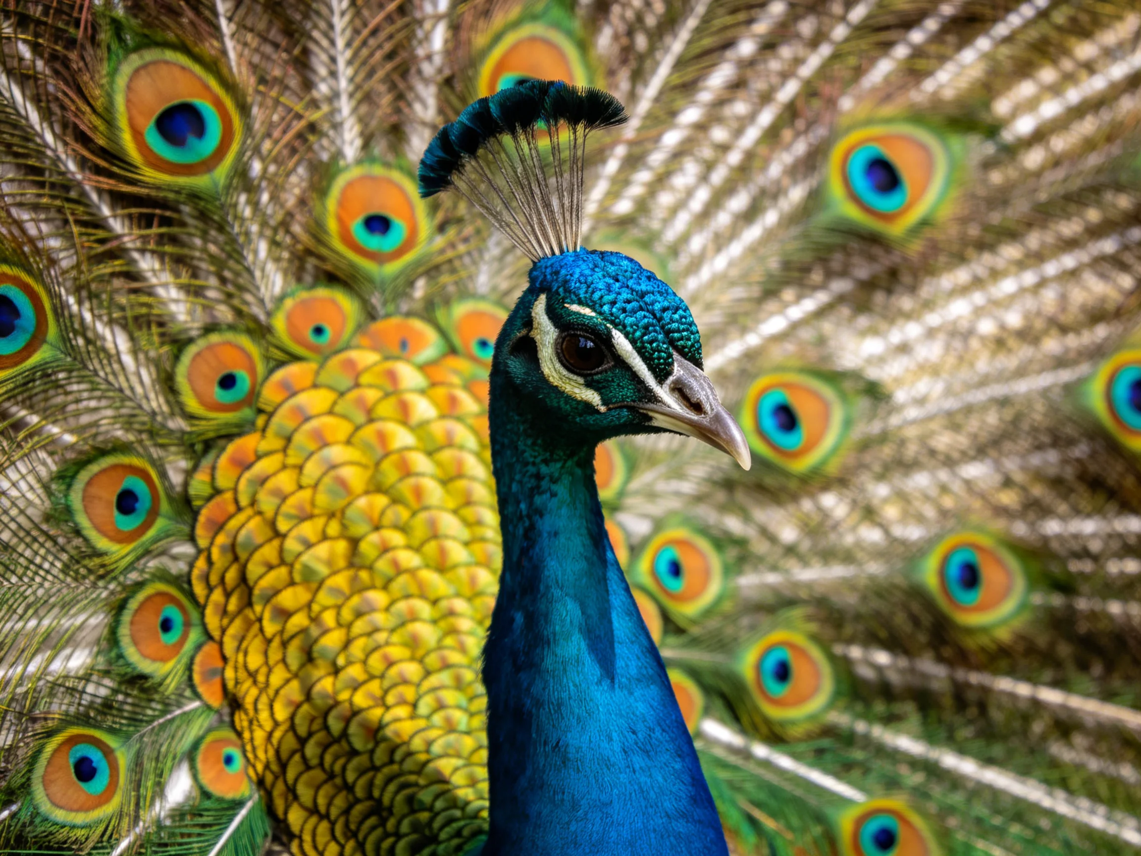 A peacock displays vibrant blue-green plumage and golden tail feathers