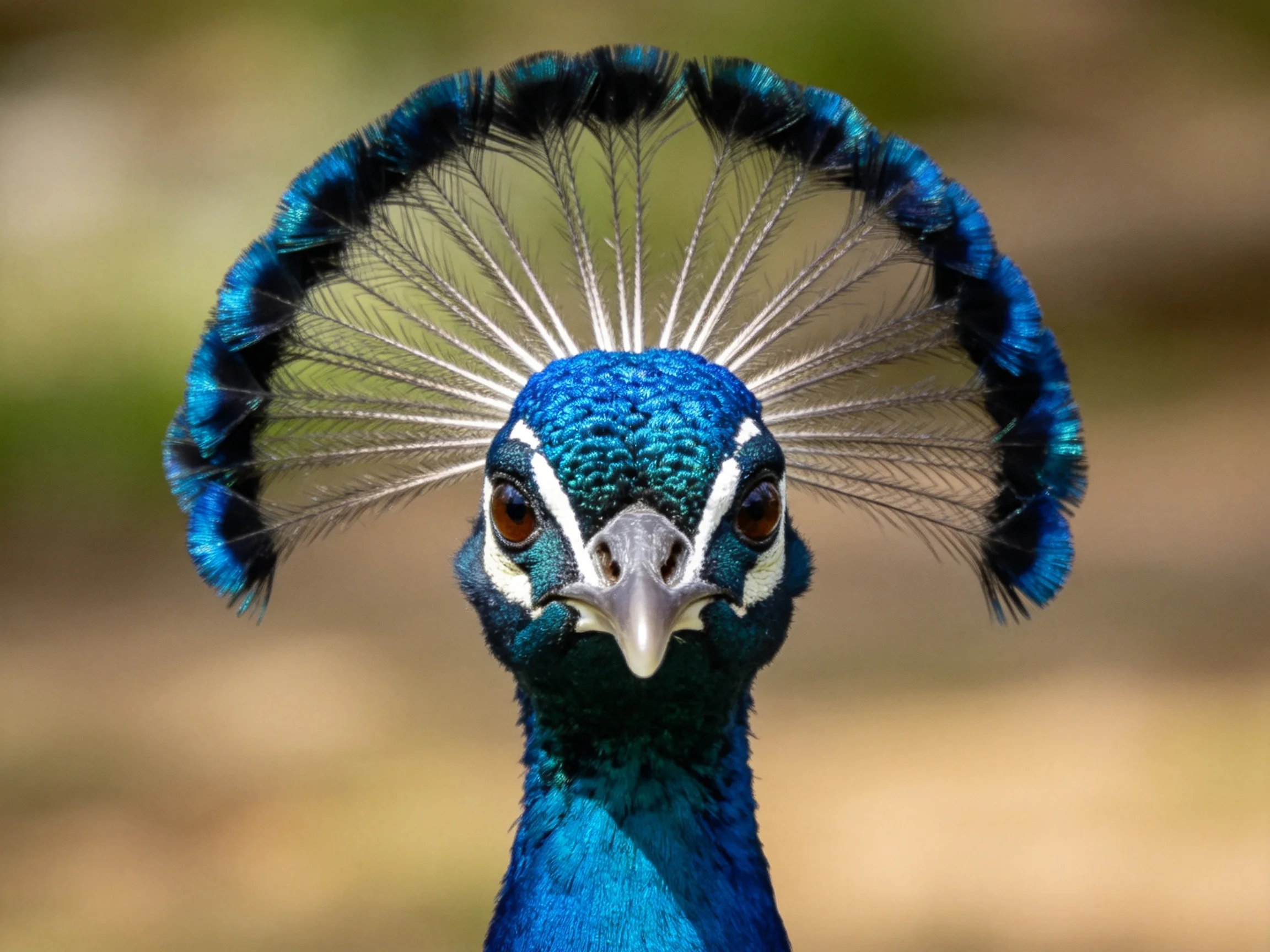 A peacock with fanned crest displays vibrant blue and green plumage
