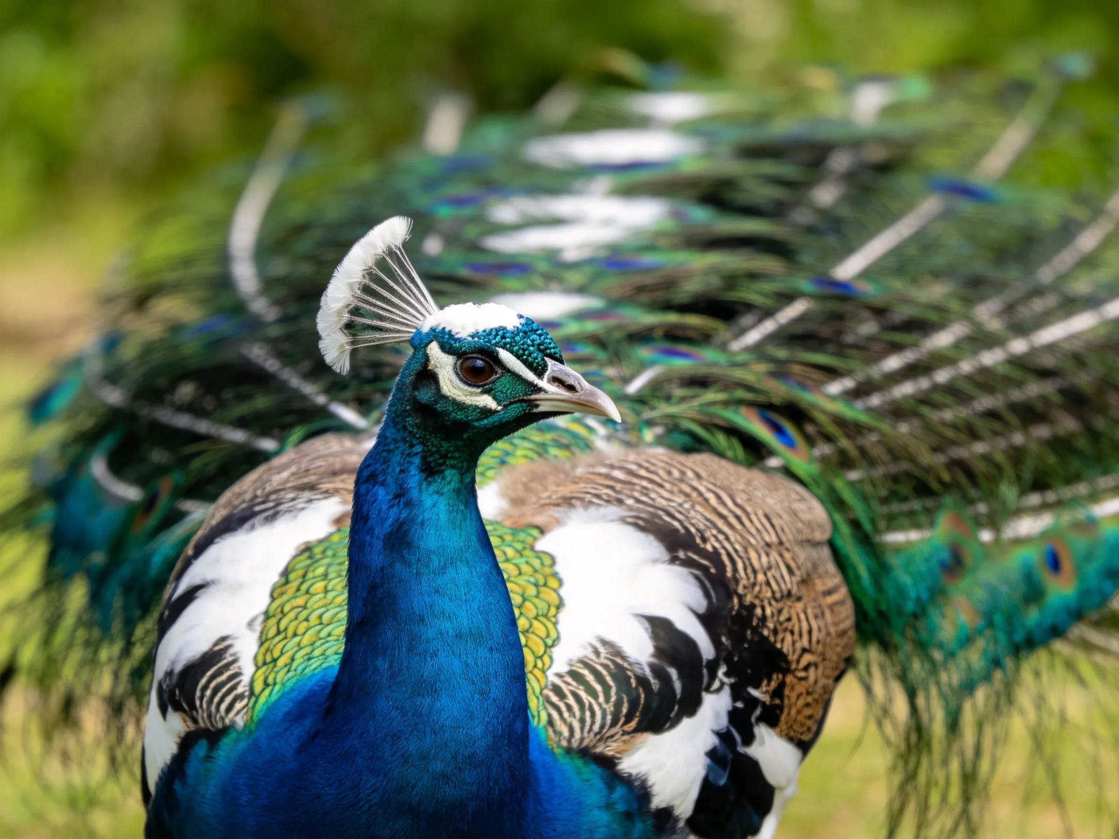 A peacock with vibrant blue-green plumage and fanned tail