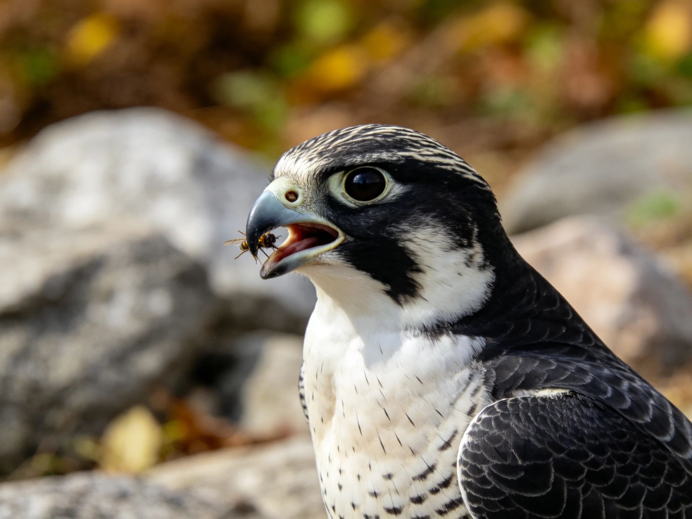 A peregrine falcon with black and white plumage holds prey near rocks