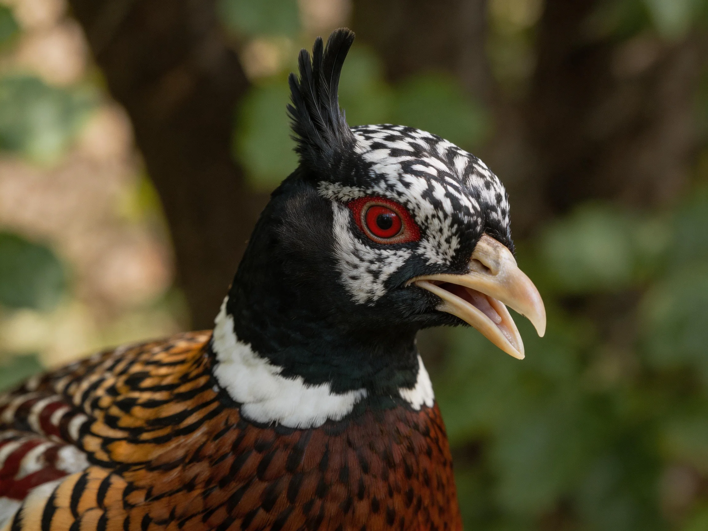 A pheasant with patterned black, white, and brown feathers, red eye, and crest
