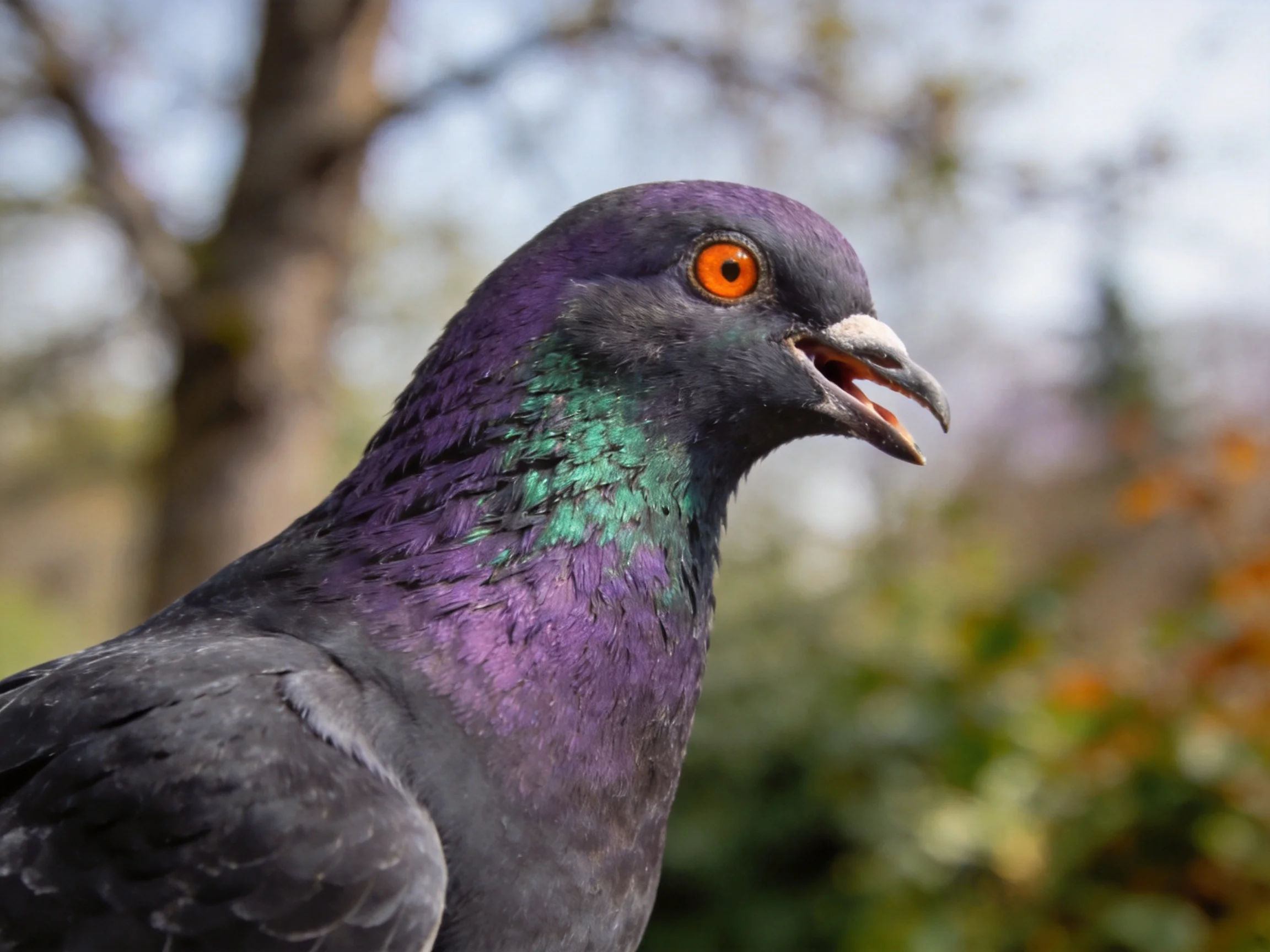 A pigeon with purple, teal, and gray plumage near blurred foliage