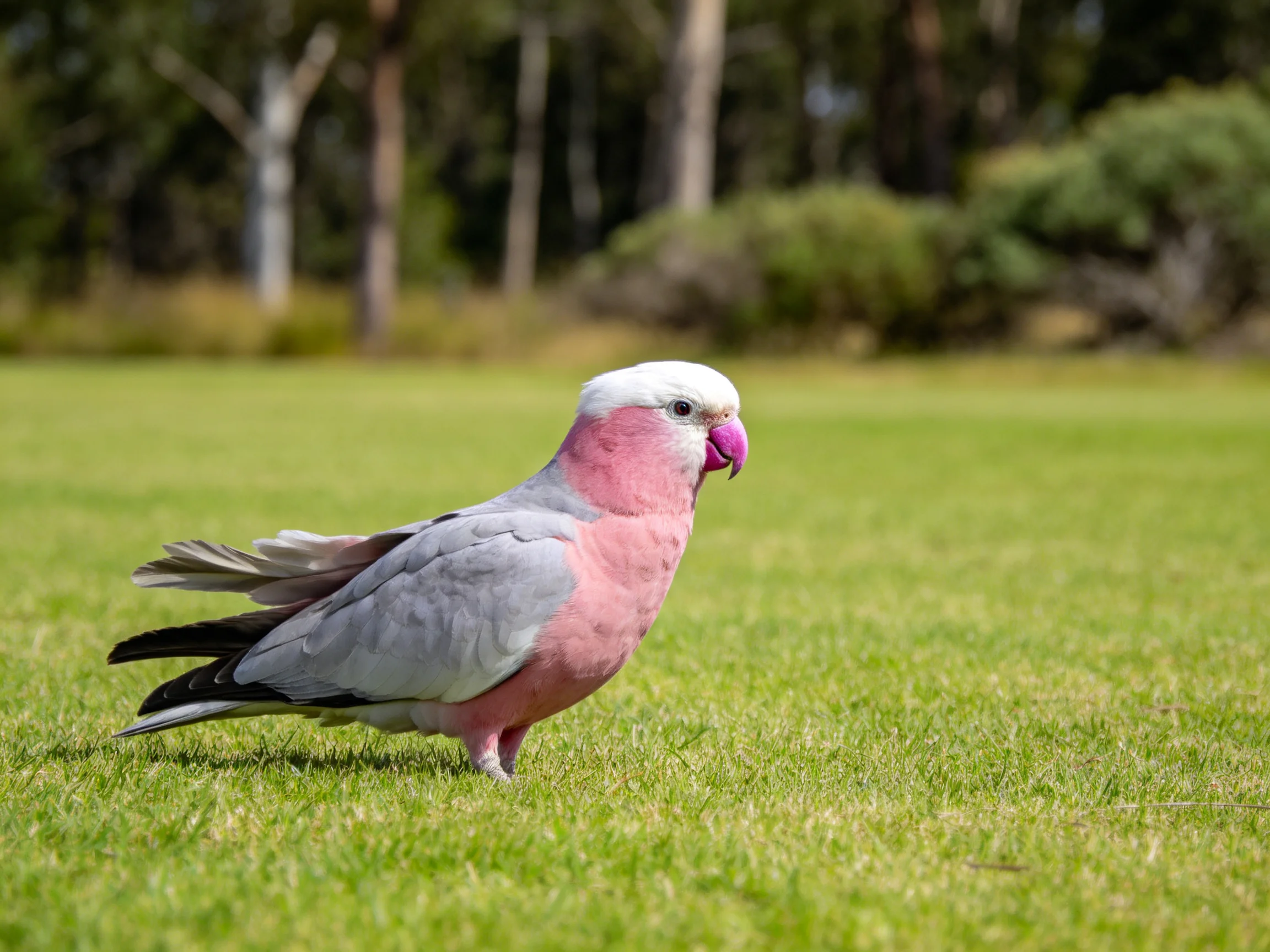 A pink - and - gray cockatoo walks on green grass with trees in the background