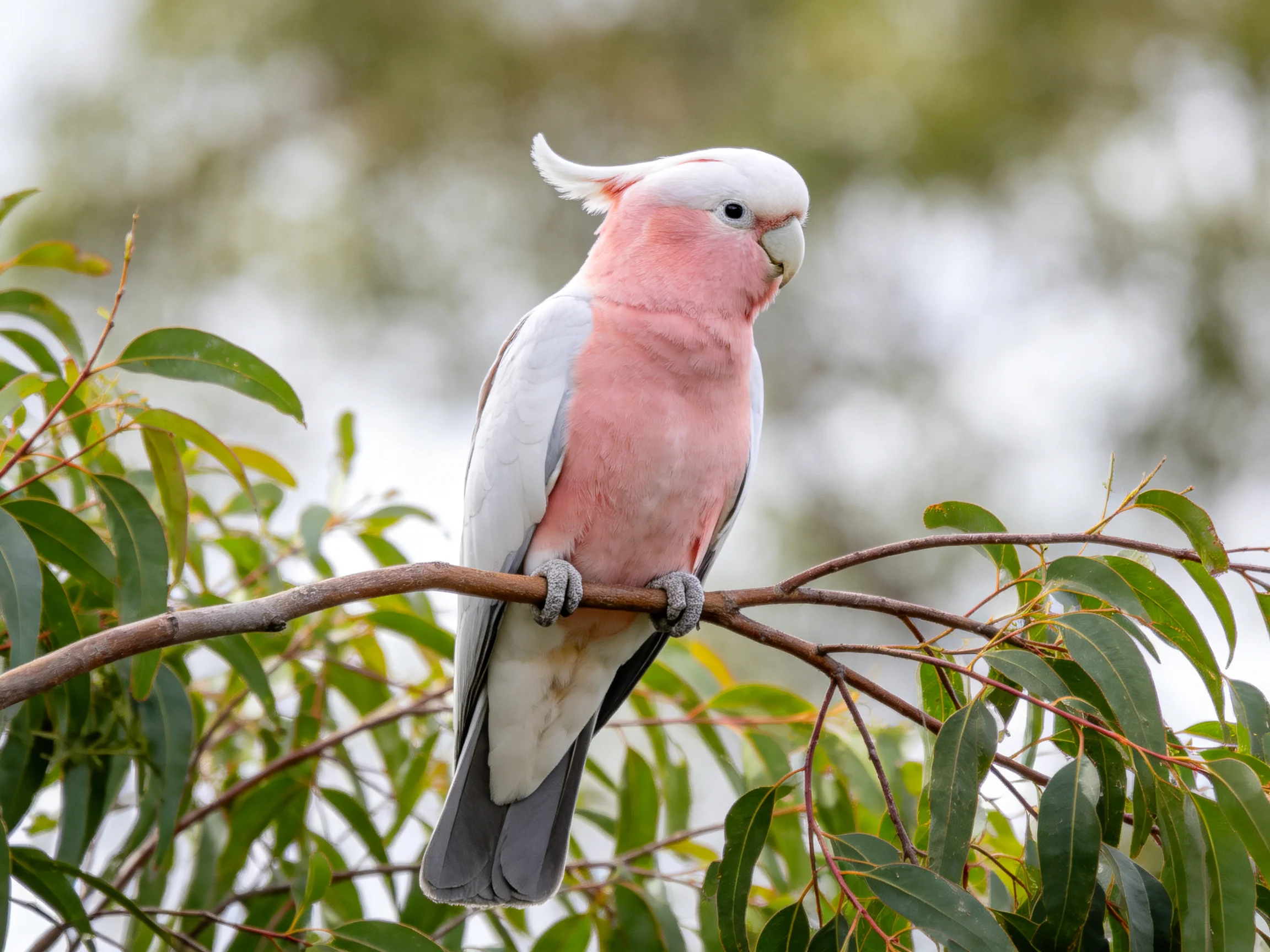 A pink and white cockatoo perches on a tree branch with green foliage