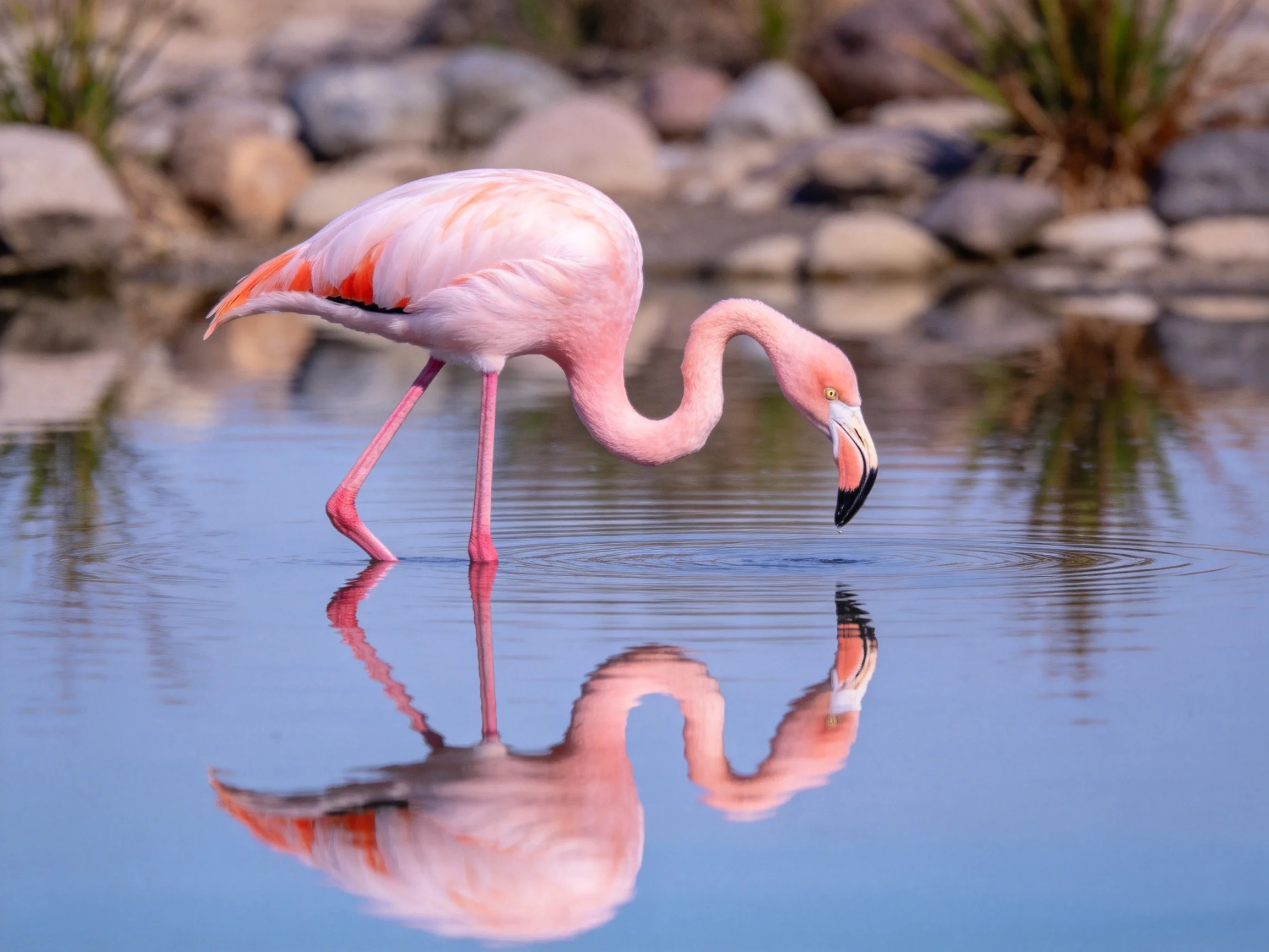 A pink flamingo forages in calm blue water near rocks