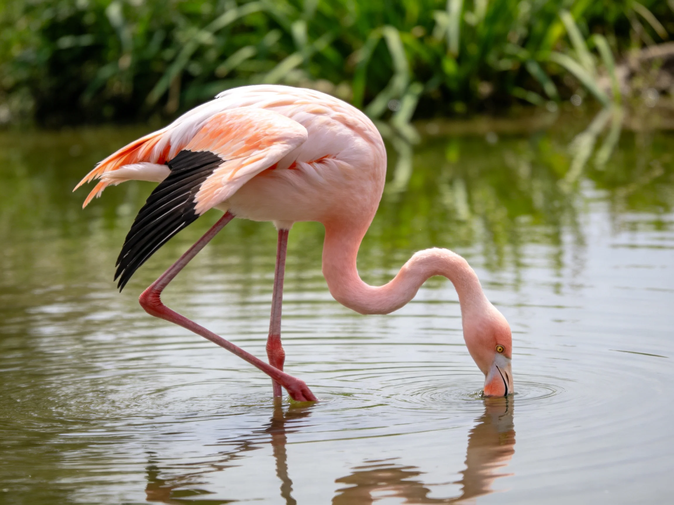 A pink flamingo foraging in calm greenish water