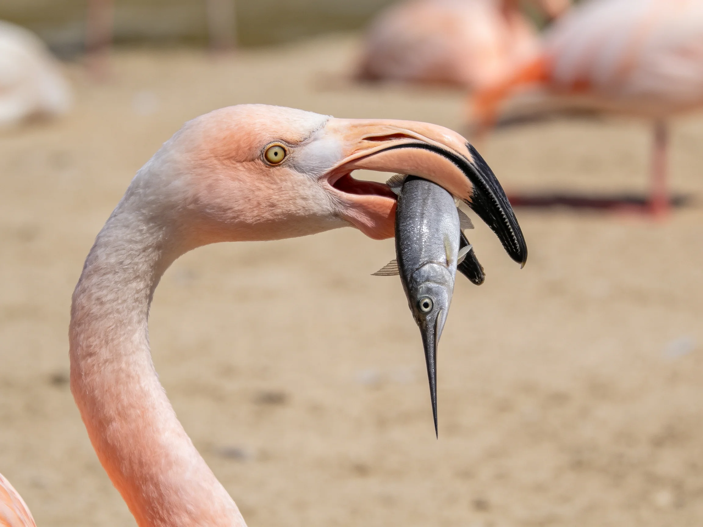 A pink flamingo grasps a silver fish with long curved beak
