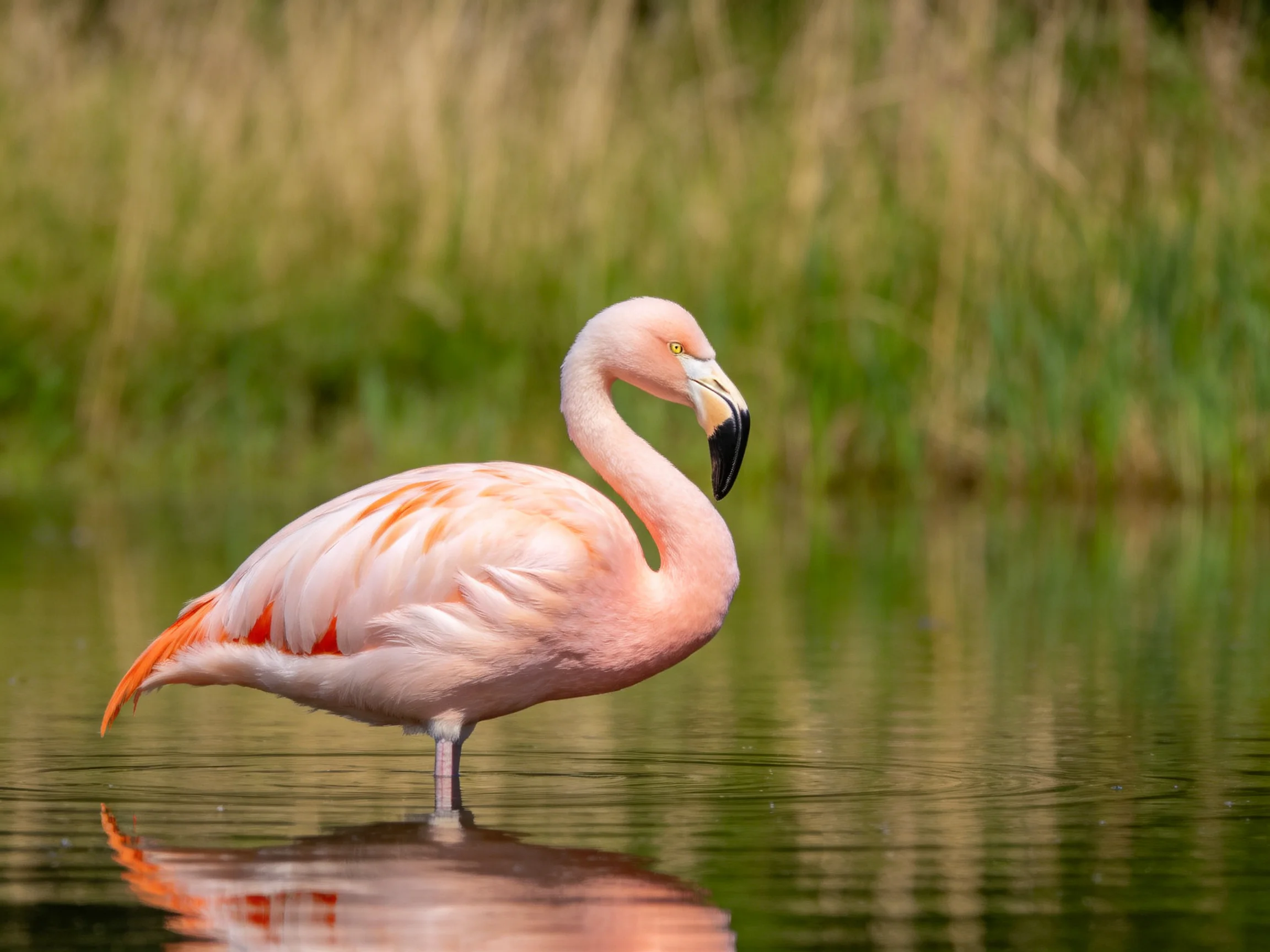 A pink flamingo stands gracefully in calm water near tall green reeds