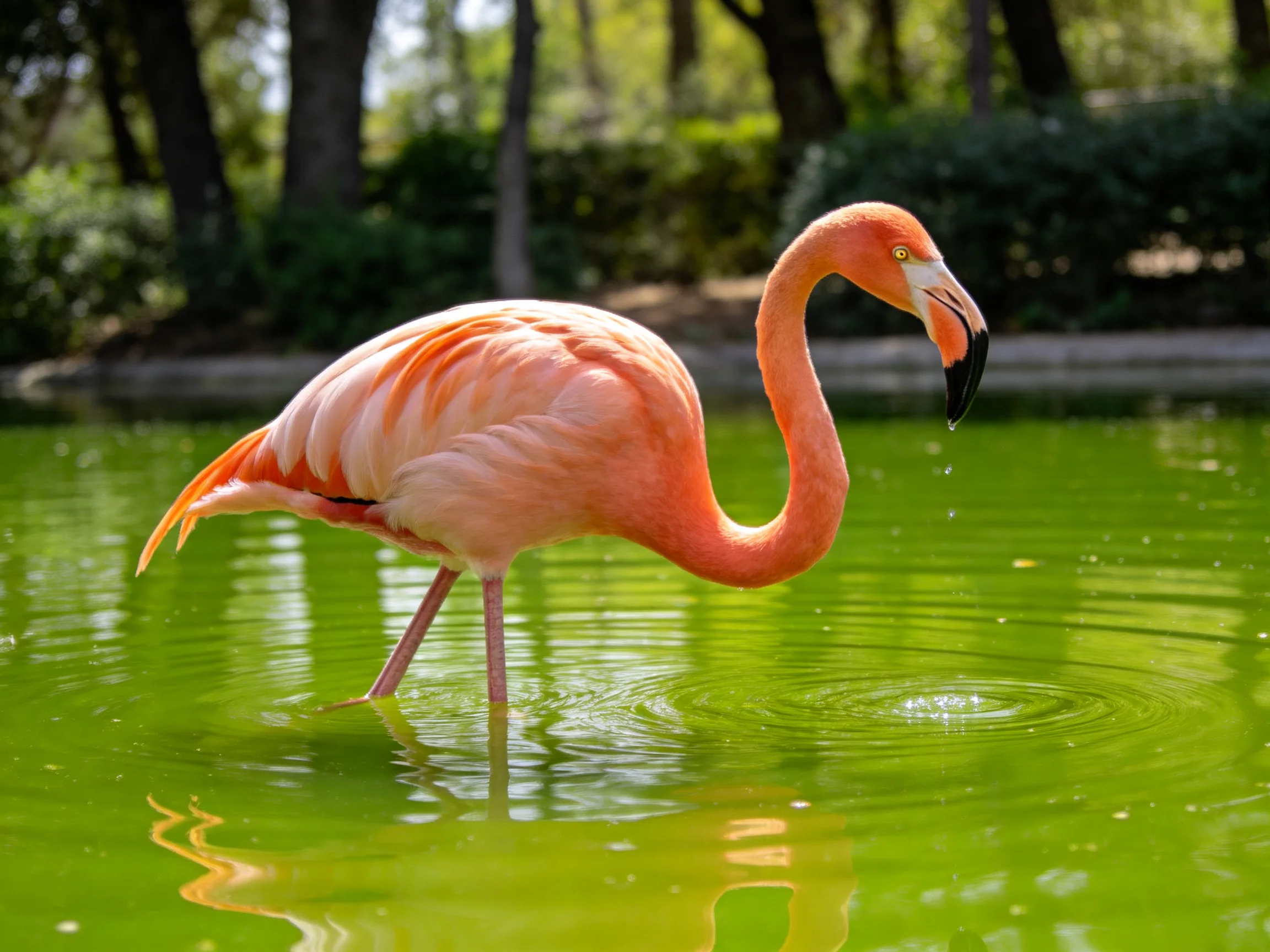 A pink flamingo wades in bright green water near trees