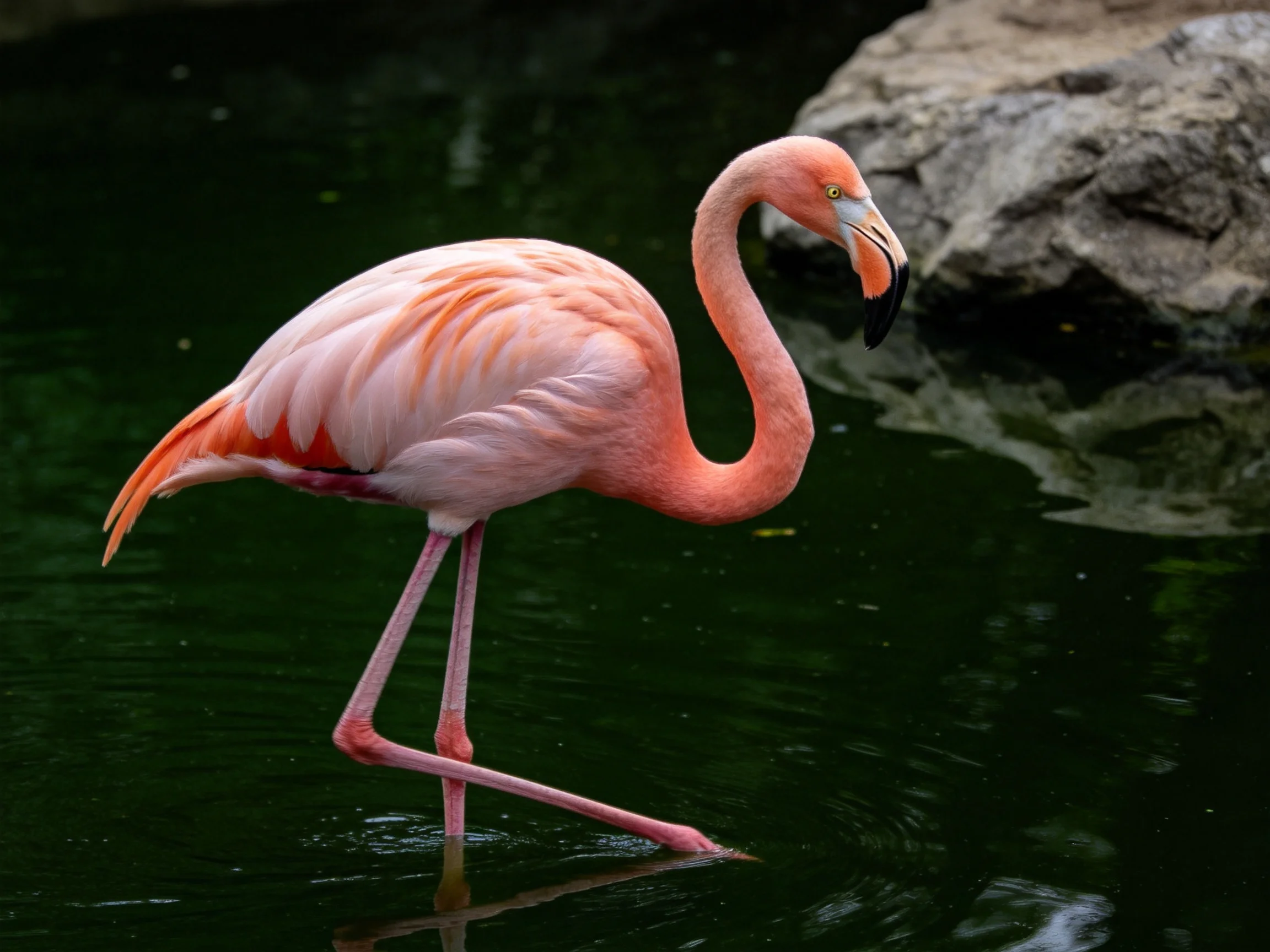 A pink flamingo wades in dark green water beside a large rock