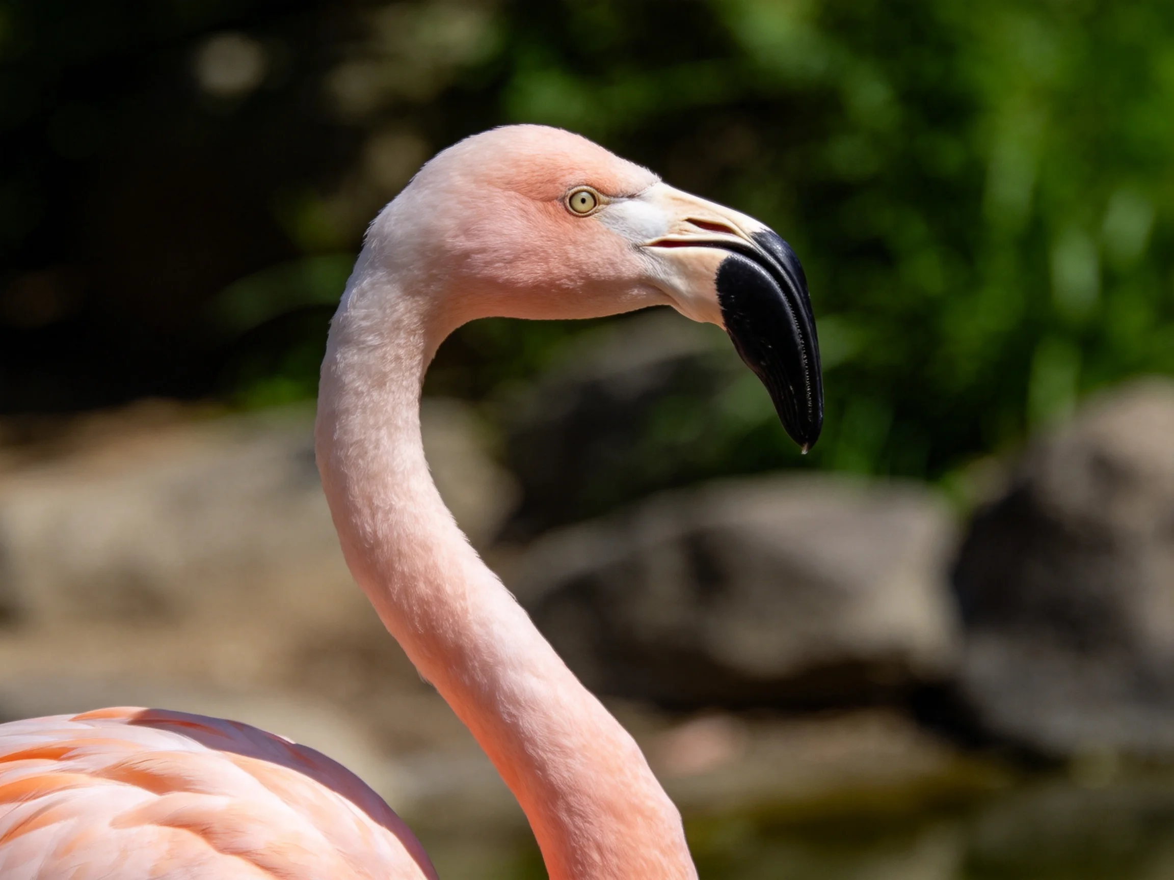A pink flamingo with a curved black beak near greenery