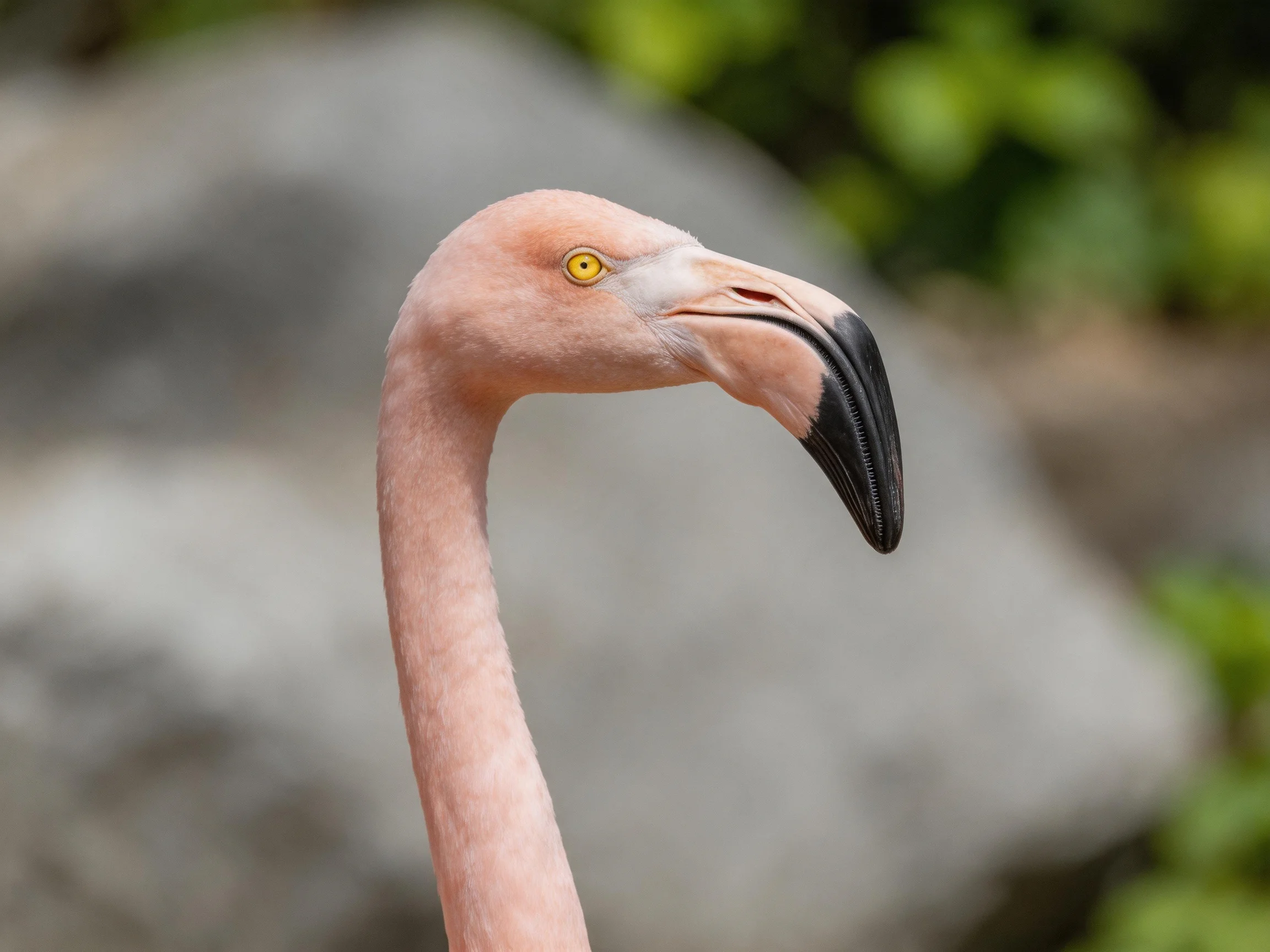 A pink flamingo with a curved black-tipped beak near foliage