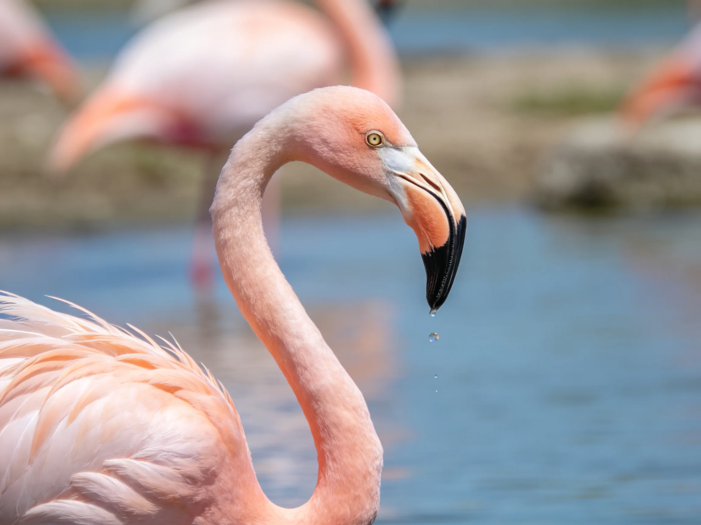 A pink flamingo with black-tipped beak near calm blue water