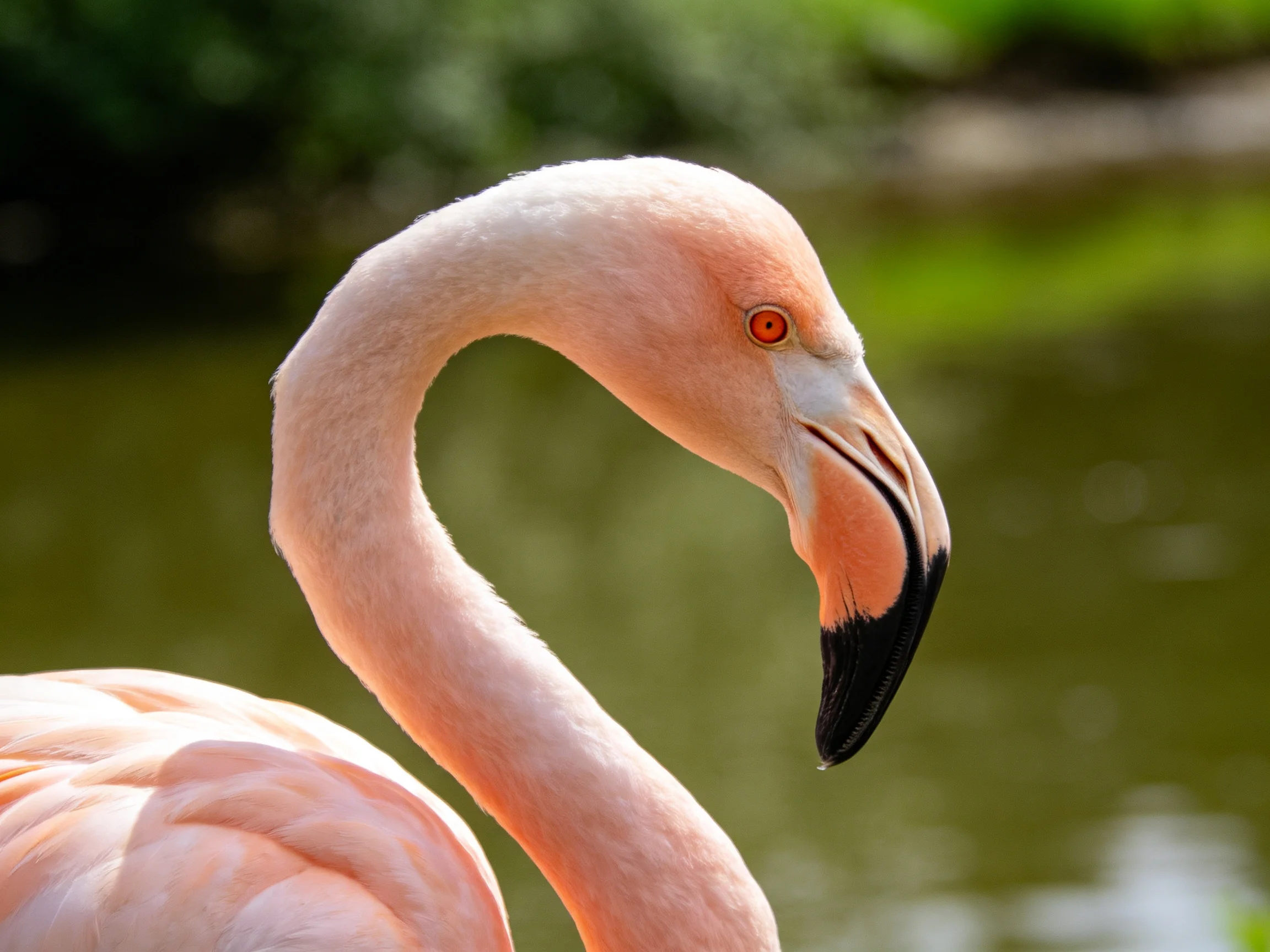 A pink flamingo with curved neck and black-tipped beak near calm water