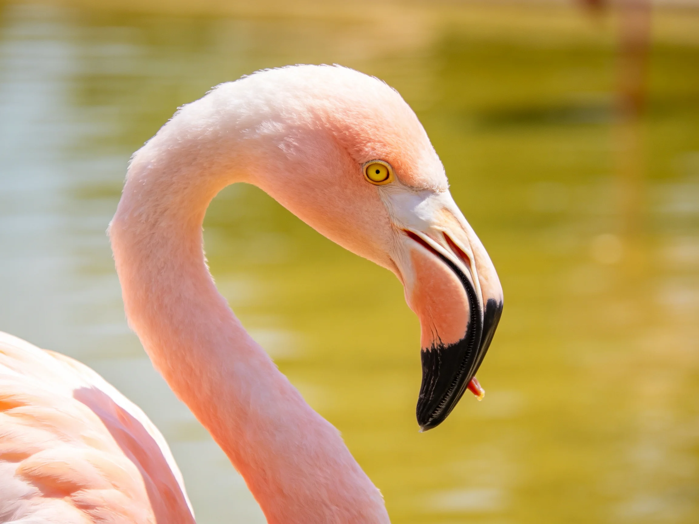 A pink flamingo with curved neck and black-tipped beak near greenish water
