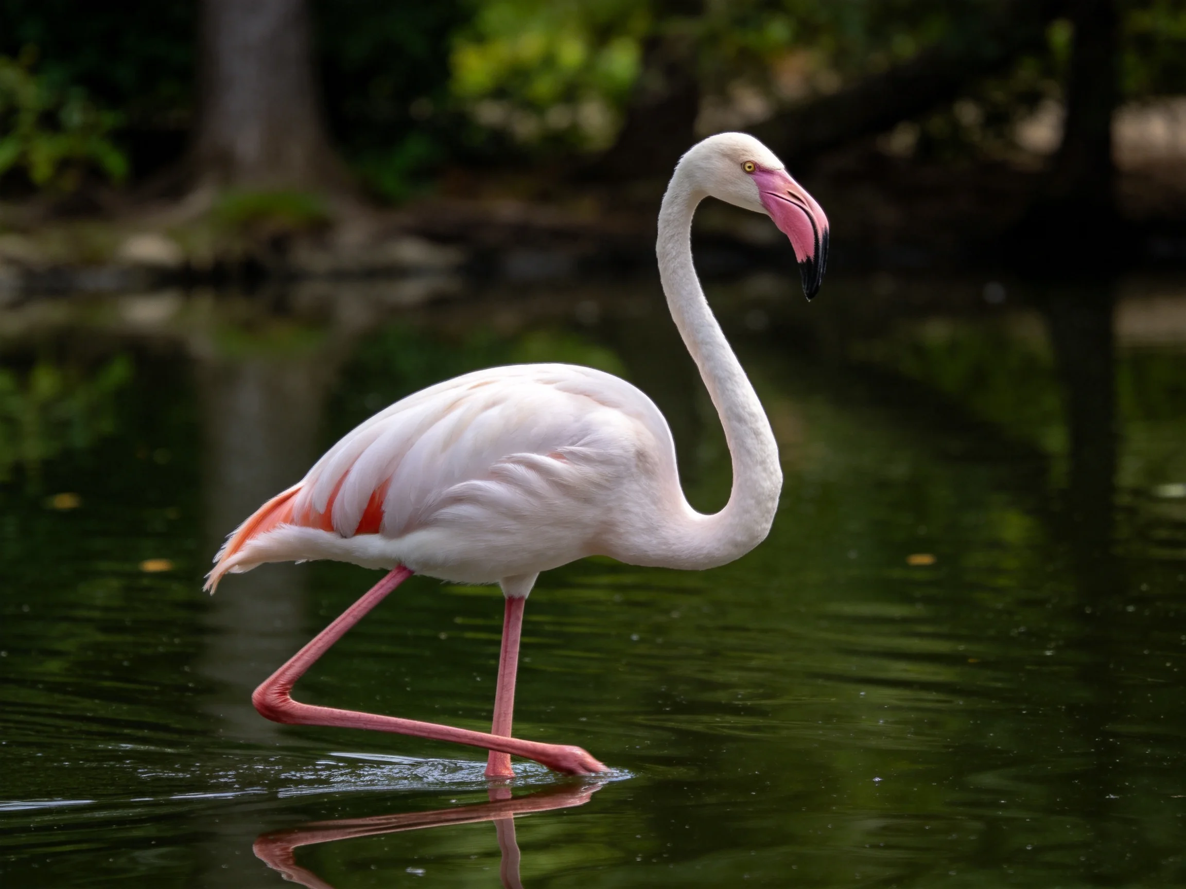 A pink flamingo with long legs wades in calm water near trees
