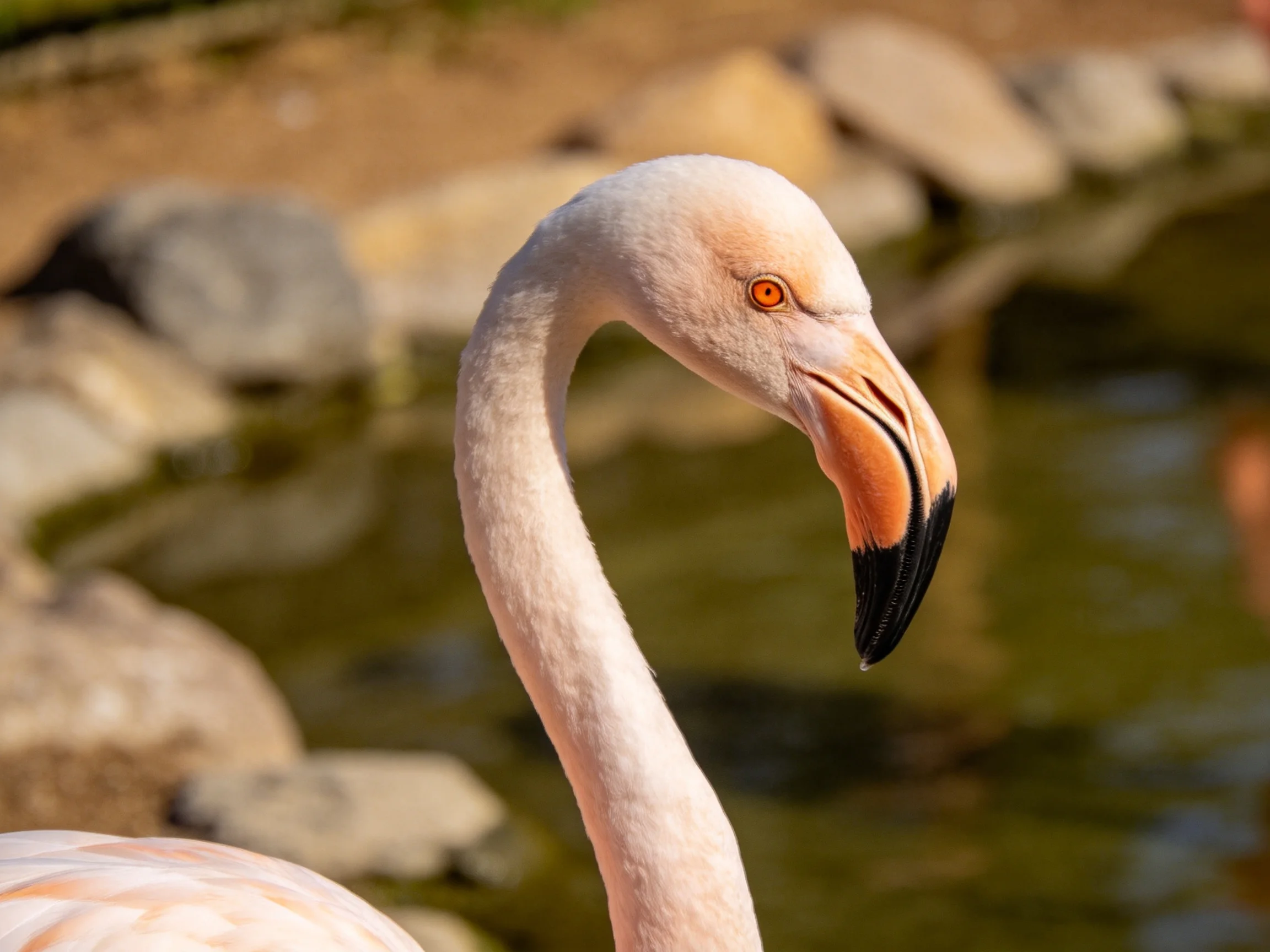 A pink flamingo with orange eye and black-tipped beak near rocky water area