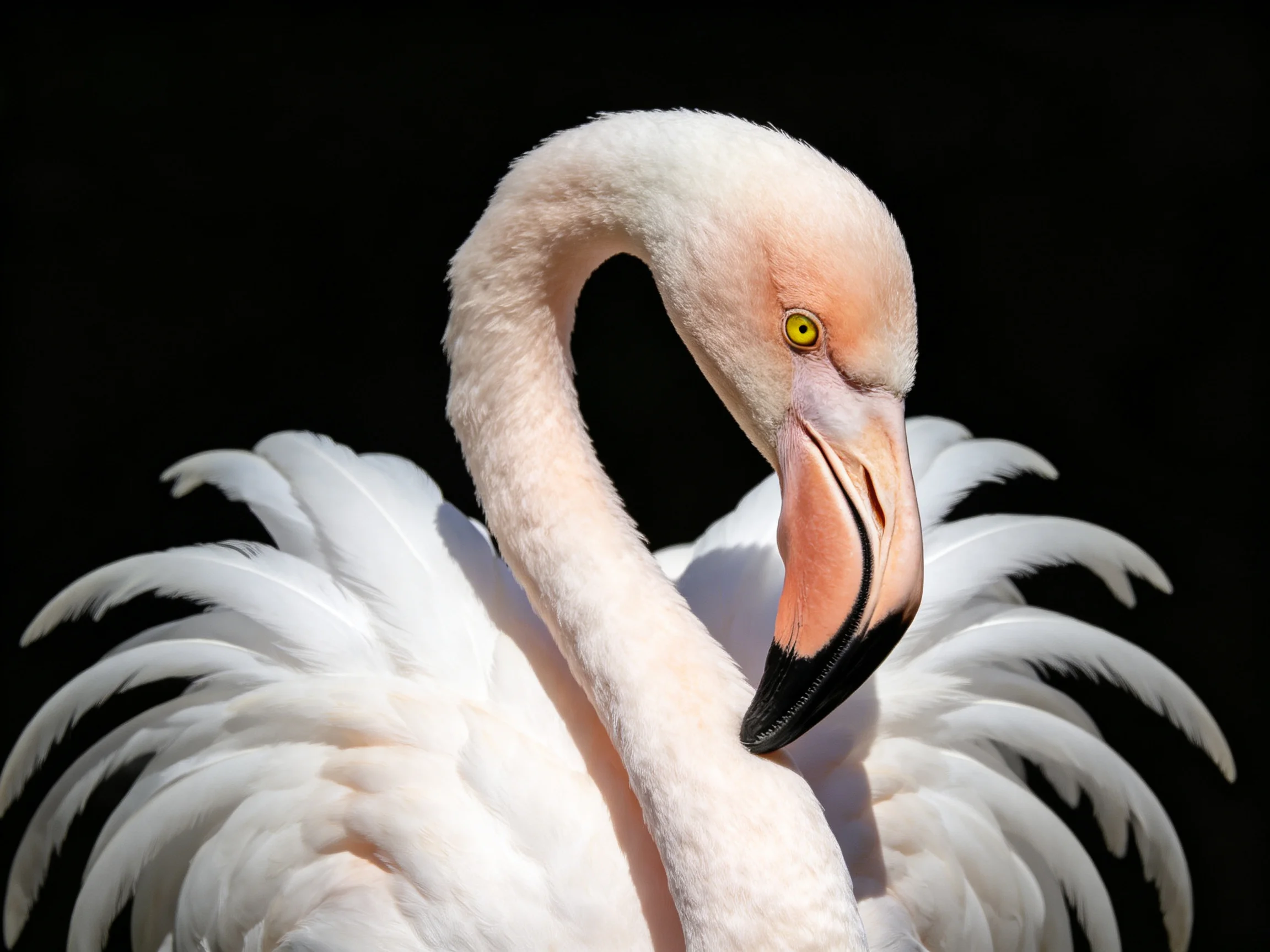 A pink flamingo with white feathers against a black backdrop