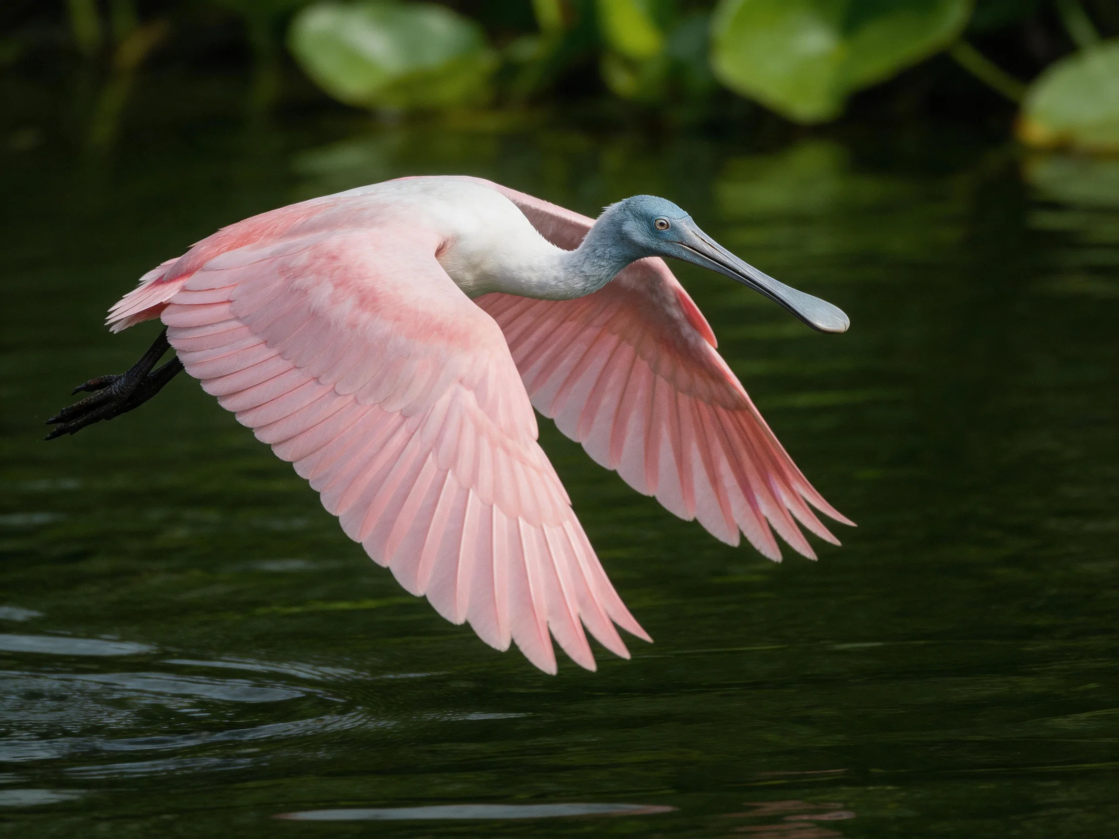 A pink spoonbill bird soaring over dark green water