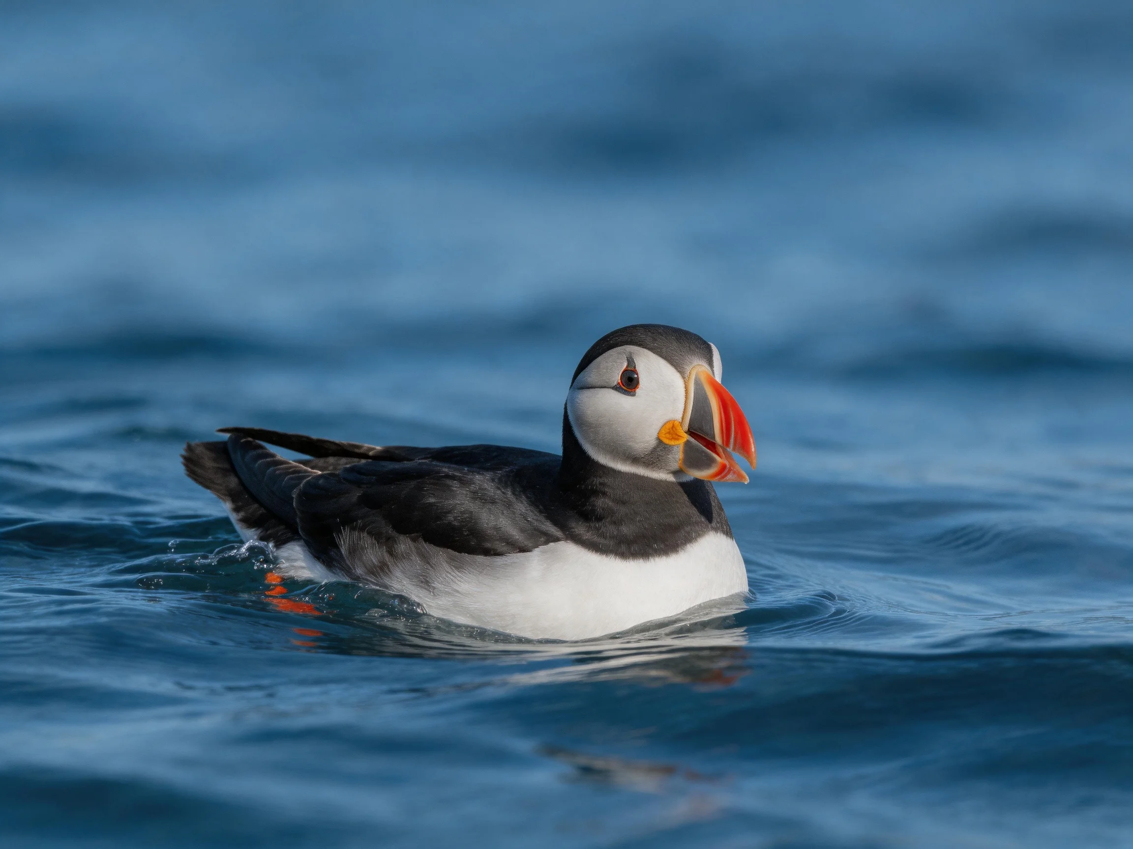 A puffin swims in deep blue ocean waters with black and white plumage