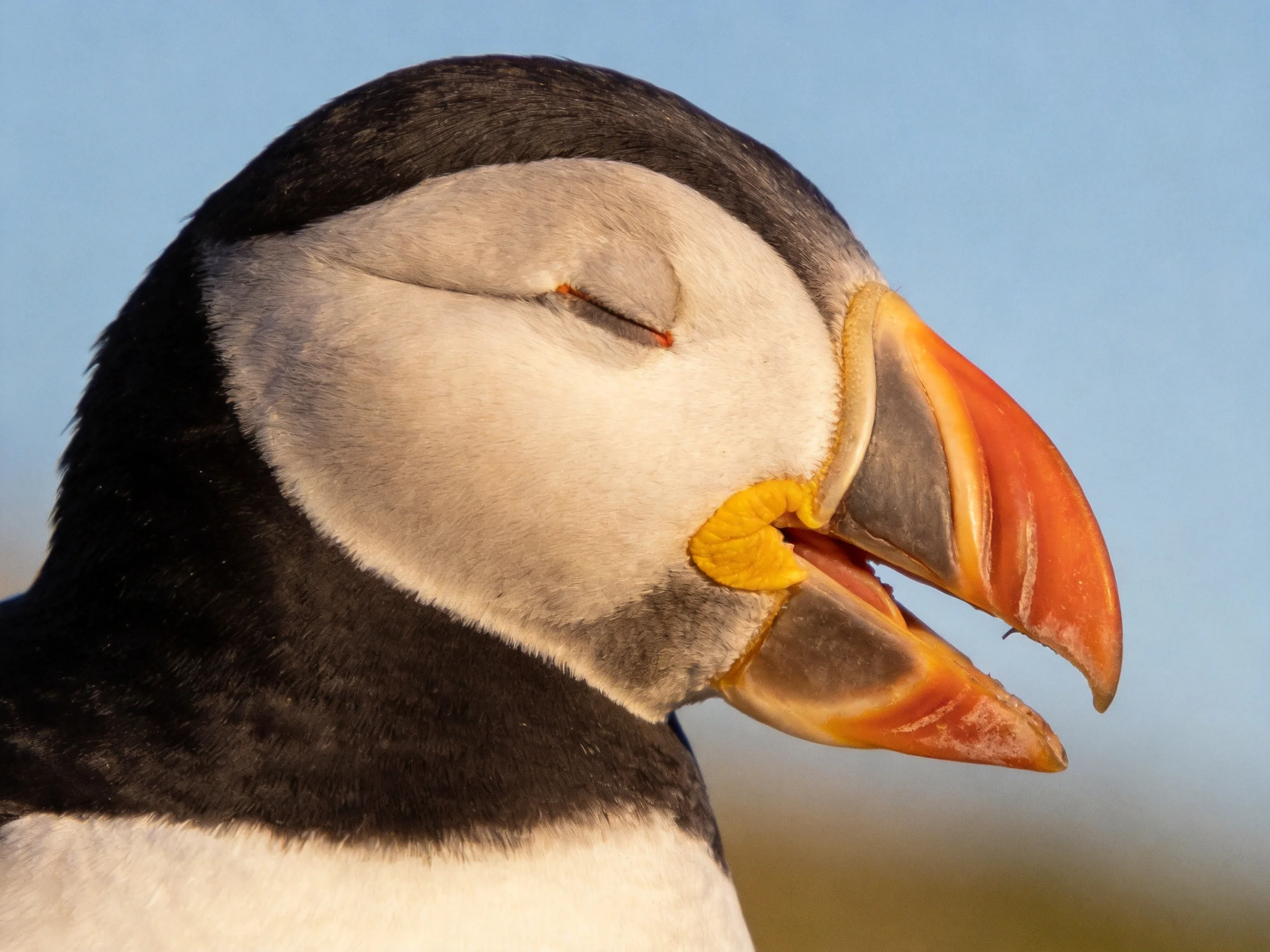 A puffin with black, white, and orange plumage and beak