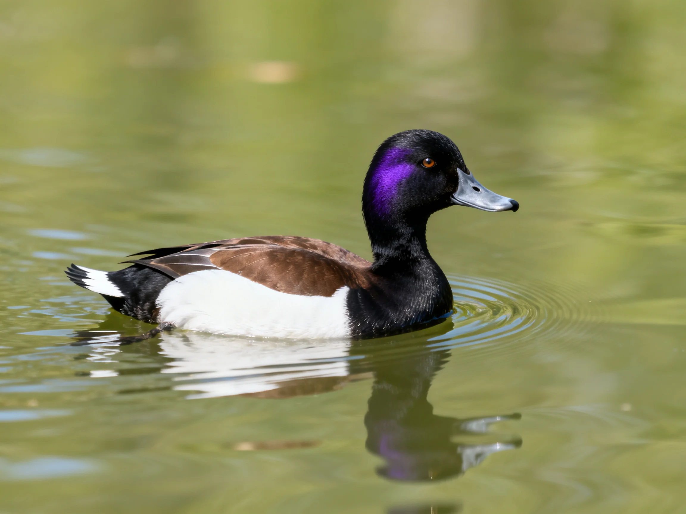A purple-headed duck glides through calm green water